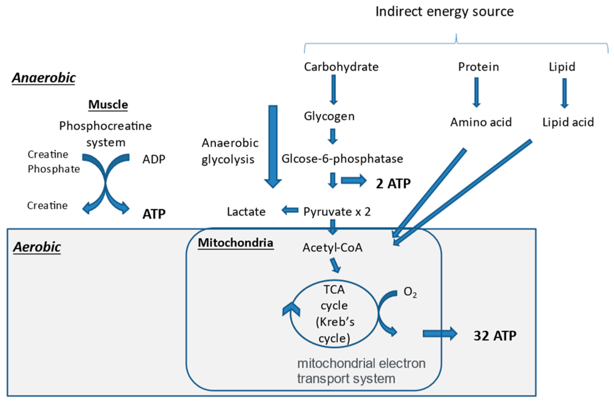 Nutrients 13 01444 g002 Nutrients 13 01444 g002