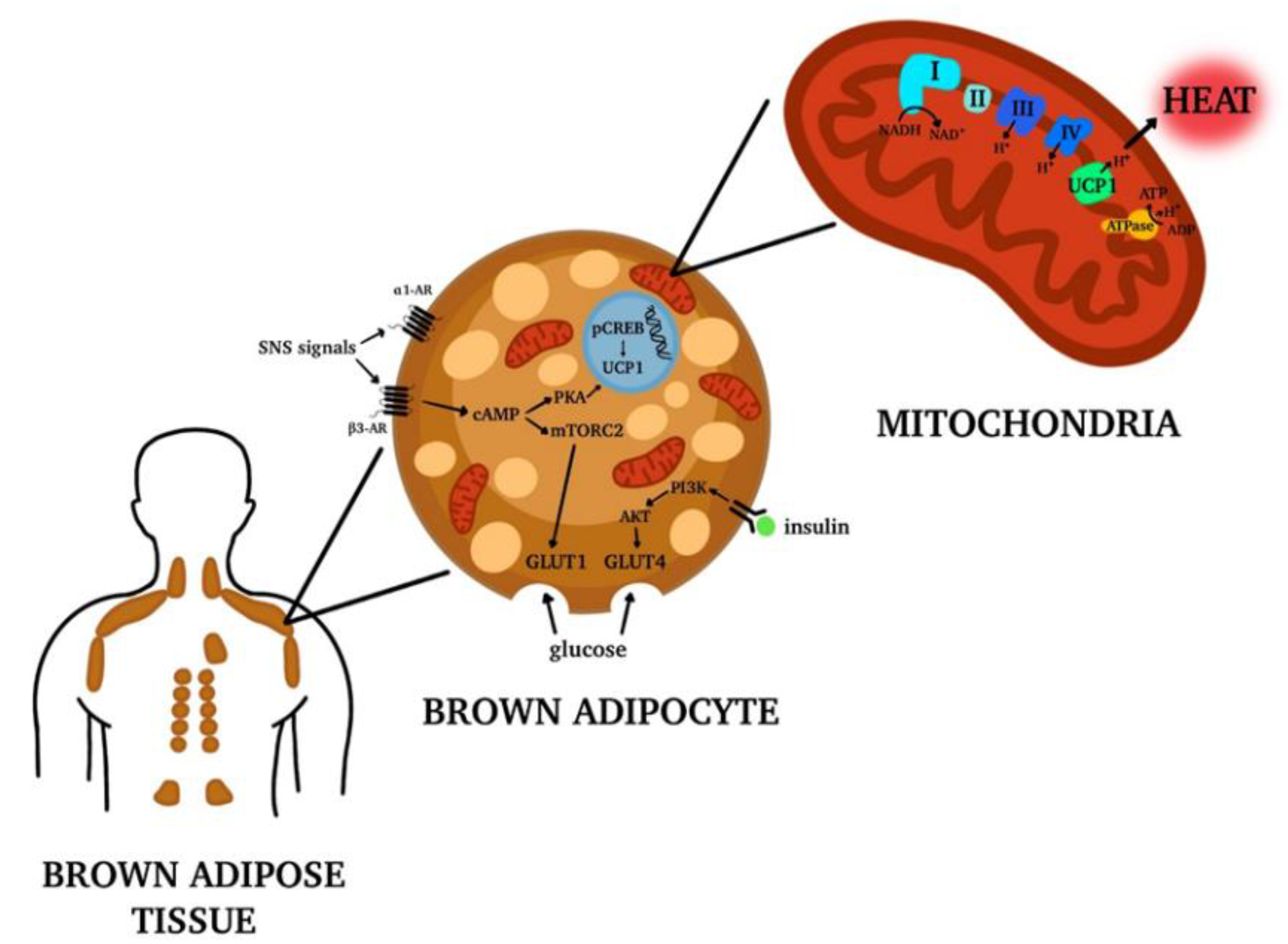 Nutrients Free Full Text Brown Adipose Tissue New Challenges For Prevention Of Childhood Obesity A Narrative Review Html