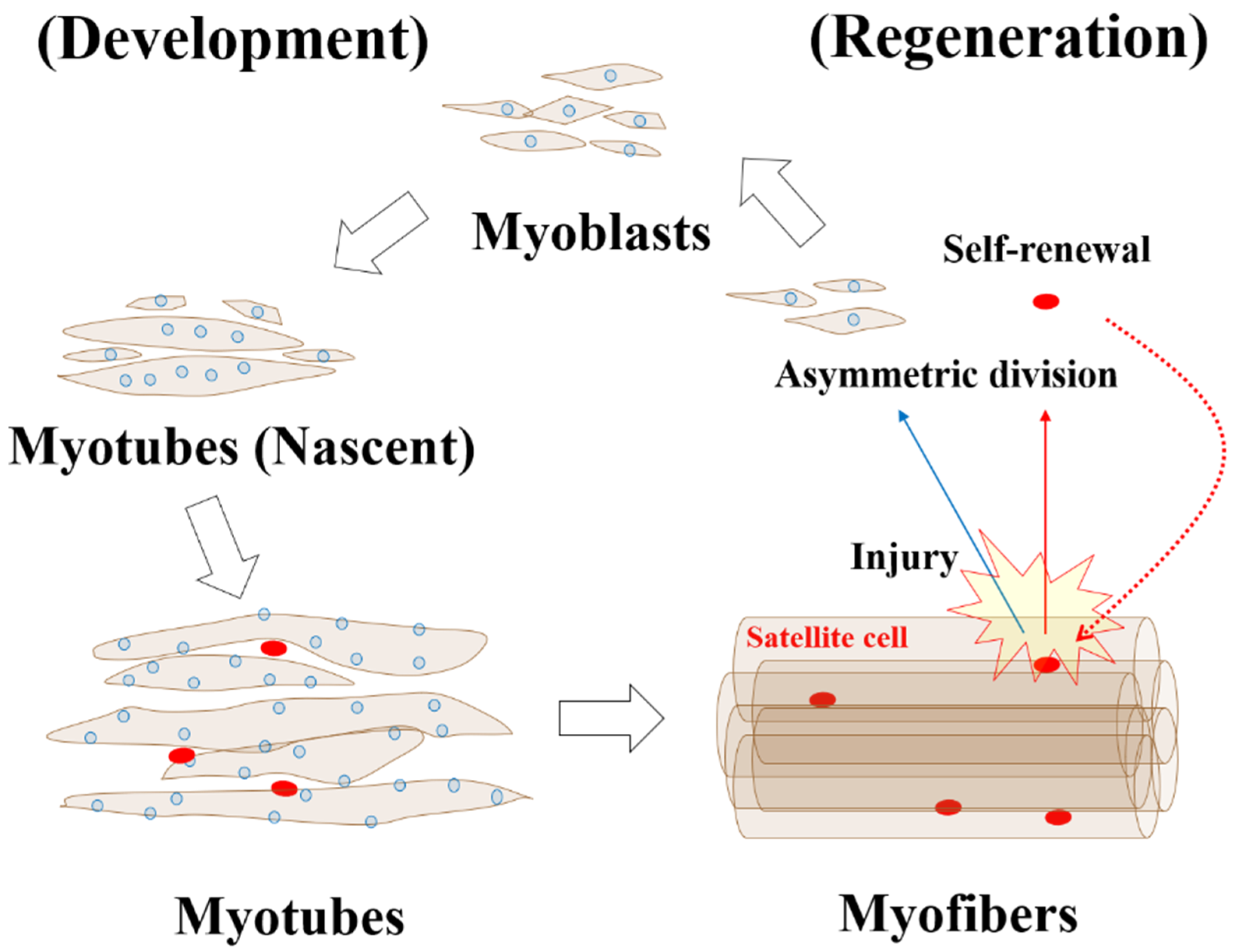 Nutrients 13 01538 g002 Nutrients 13 01538 g002