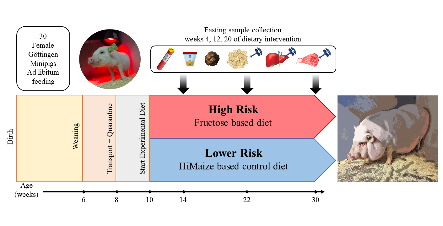 Ad Libitum Feeding Medical Definition