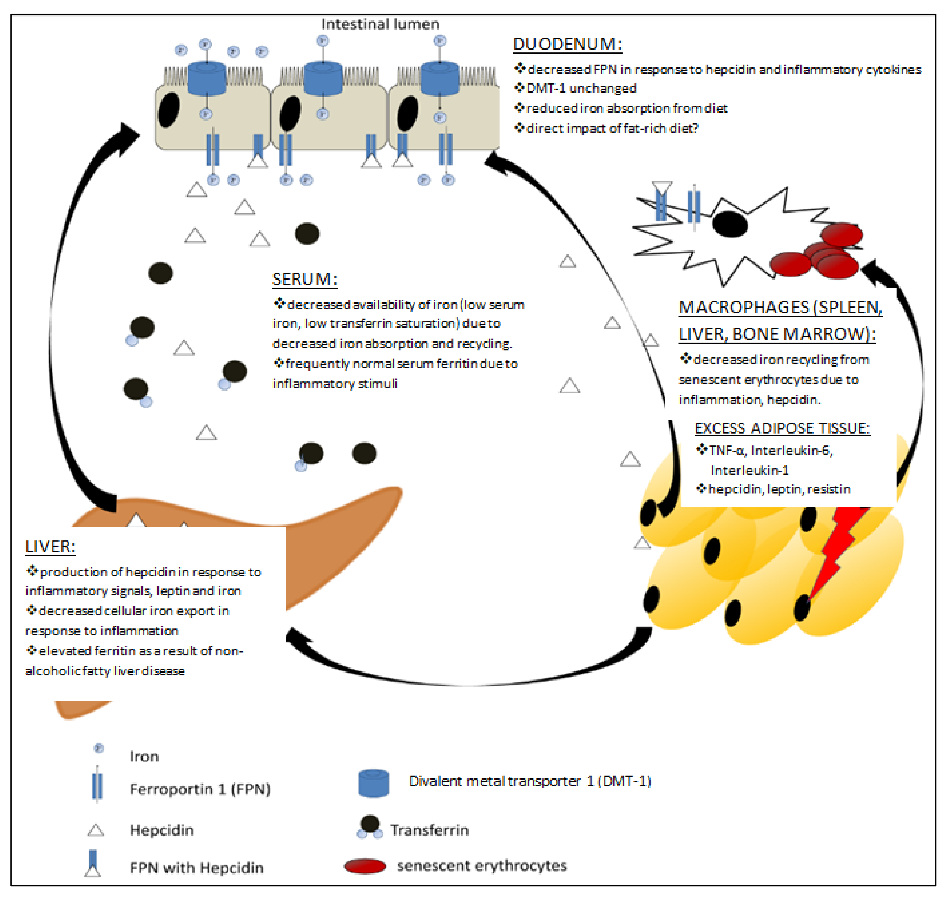 Nutrients 13 01572 g002 Nutrients 13 01572 g002