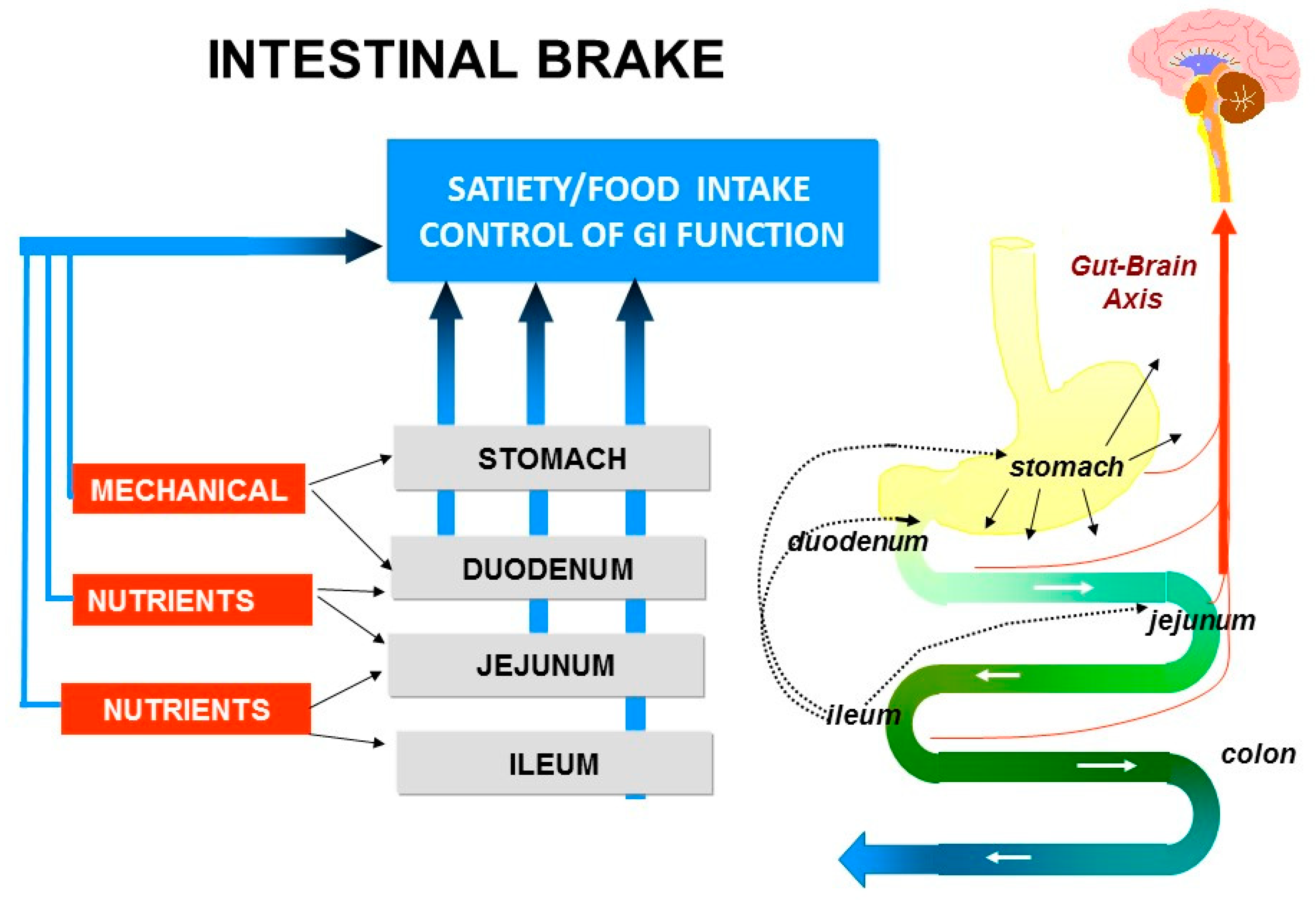 Husarbejde erhvervsdrivende helbrede Nutrients | Free Full-Text | Review on the Regional Effects of  Gastrointestinal Luminal Stimulation on Appetite and Energy Intake:  (Pre)clinical Observations | HTML