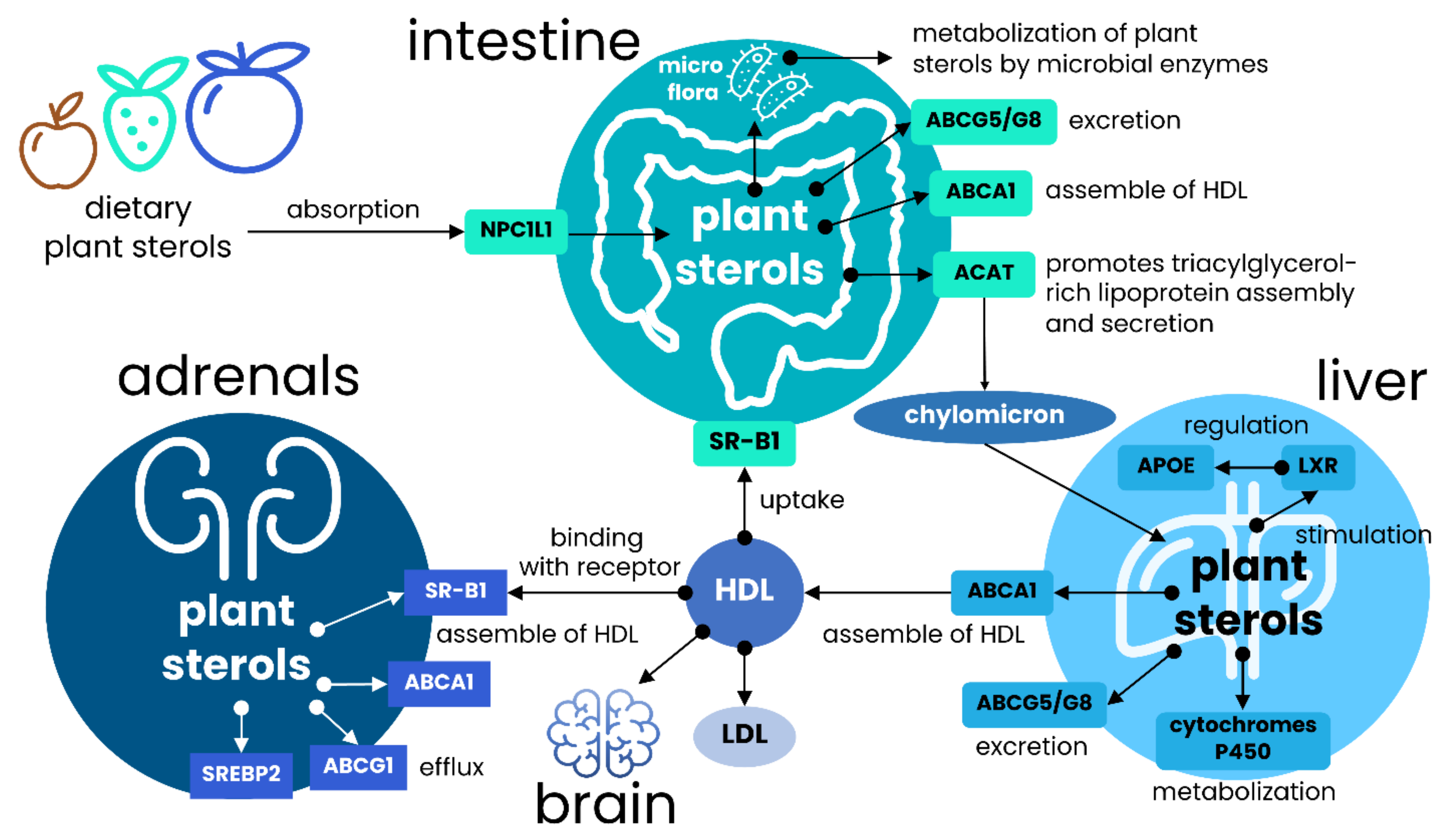 Nutrients Free Full Text Diversity Of Plant Sterols Metabolism The Impact On Human Health Sport And Accumulation Of Contaminating Sterols Html