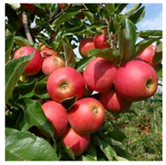 Nutrients 13 01625 i001 Nutrients 13 01625 i001