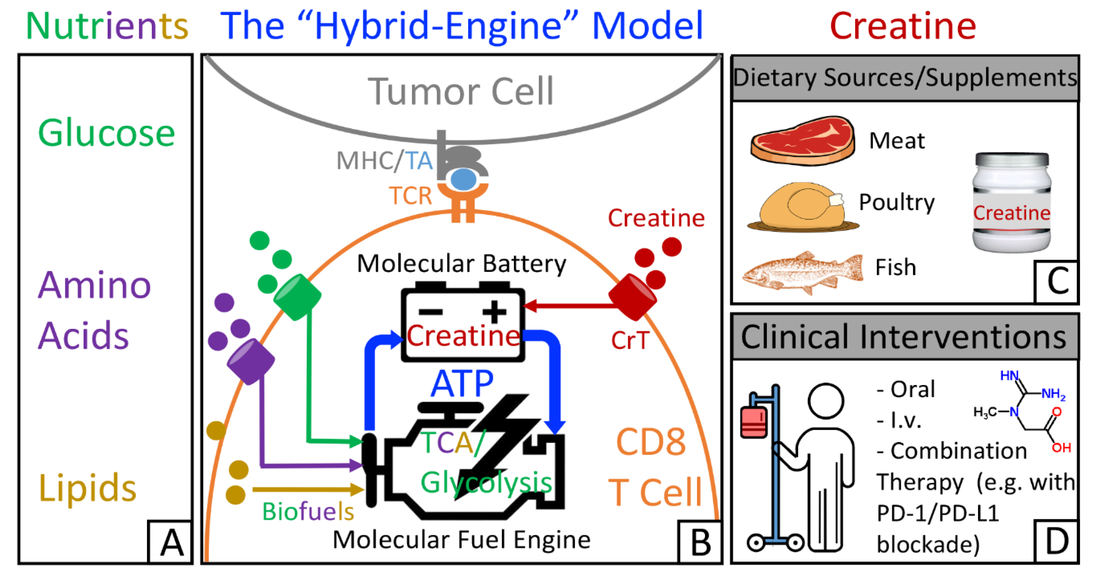 Nutrients Free Full Text Creatine In T Cell Antitumor Immunity And Cancer Immunotherapy Html