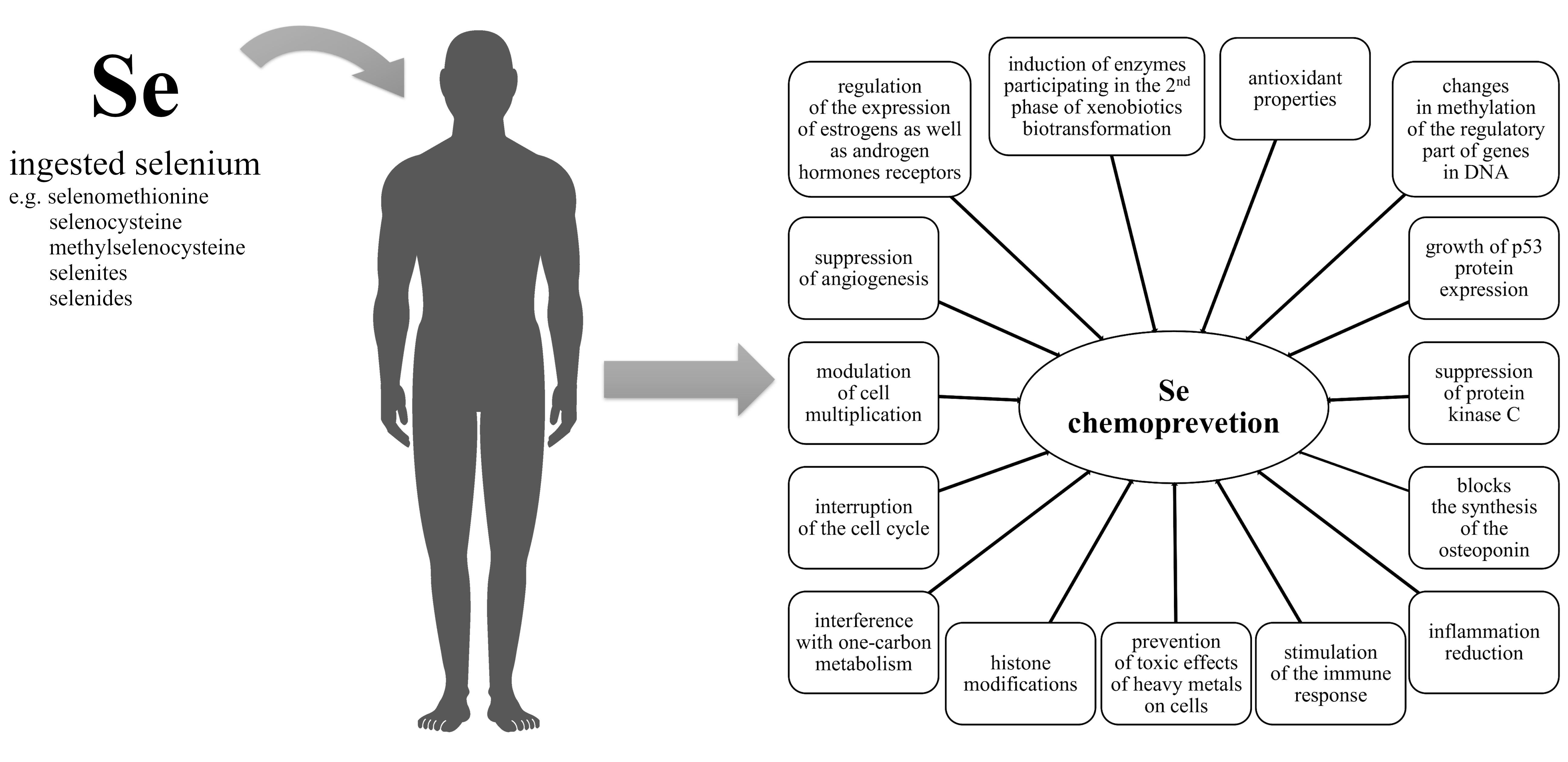 Nutrients Free Full Text Selenium As A Bioactive Micronutrient In The Human Diet And Its Cancer Chemopreventive Activity Html