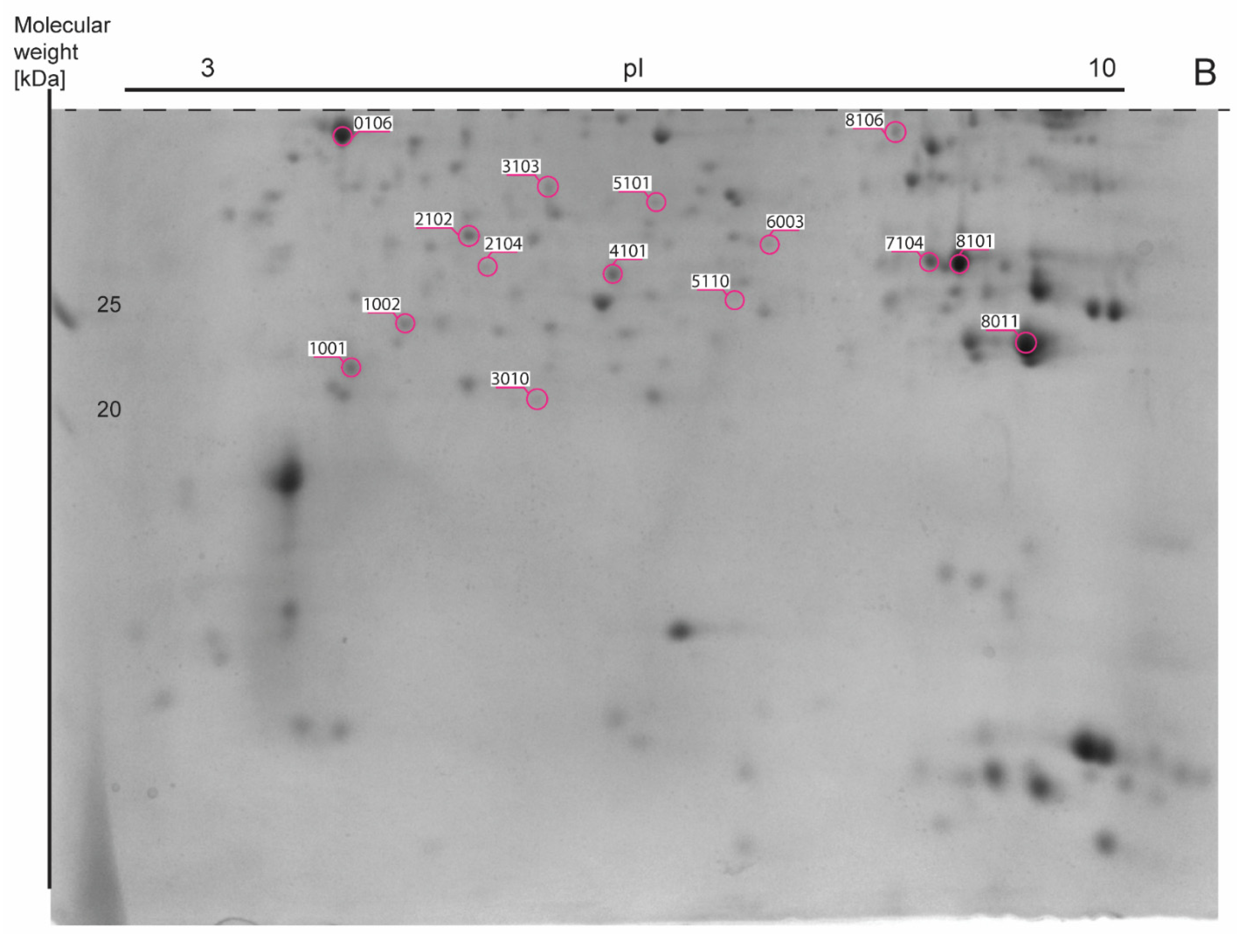 Nutrients Free Full Text Effects Of Three Month Administration Of High Saturated Fat Diet And High Polyunsaturated Fat Diets With Different Linoleic Acid La C18 2n 6 To A Linolenic Acid Ala C18 3n 3 Ratio On The Mouse Nutrients Free Full Text Effects Of Three Month Administration Of High Saturated Fat Diet And High Polyunsaturated Fat Diets With Different Linoleic Acid La C18 2n 6 To A Linolenic Acid Ala C18 3n 3 Ratio On The Mouse