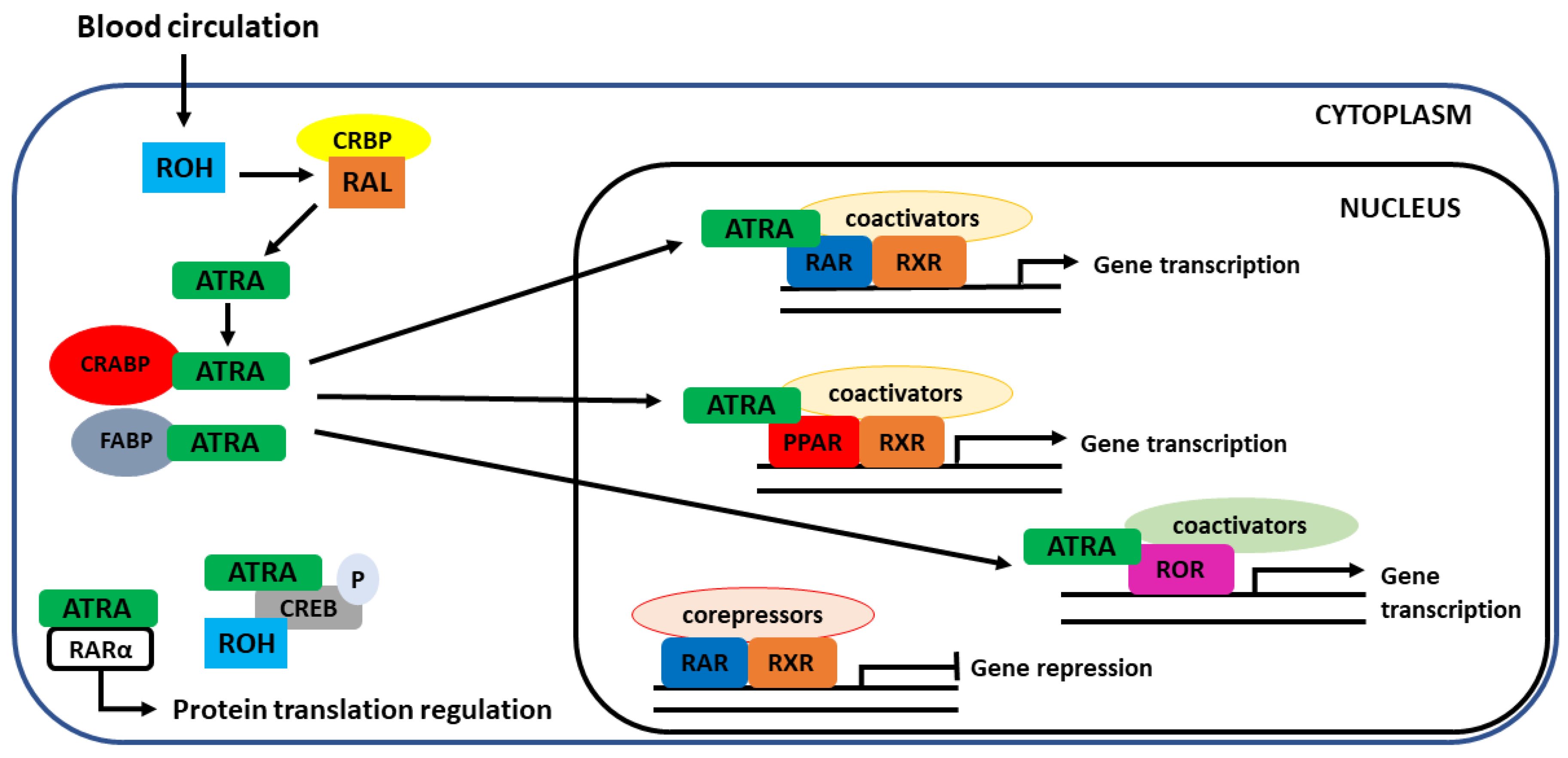 Nutrients Free Full Text Vitamin A Update Forms Sources Kinetics Detection Function Deficiency Therapeutic Use And Toxicity Html