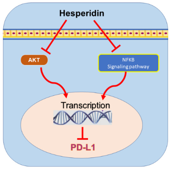 ココア Crucial role of pro-inflammatory cytokines from respiratory