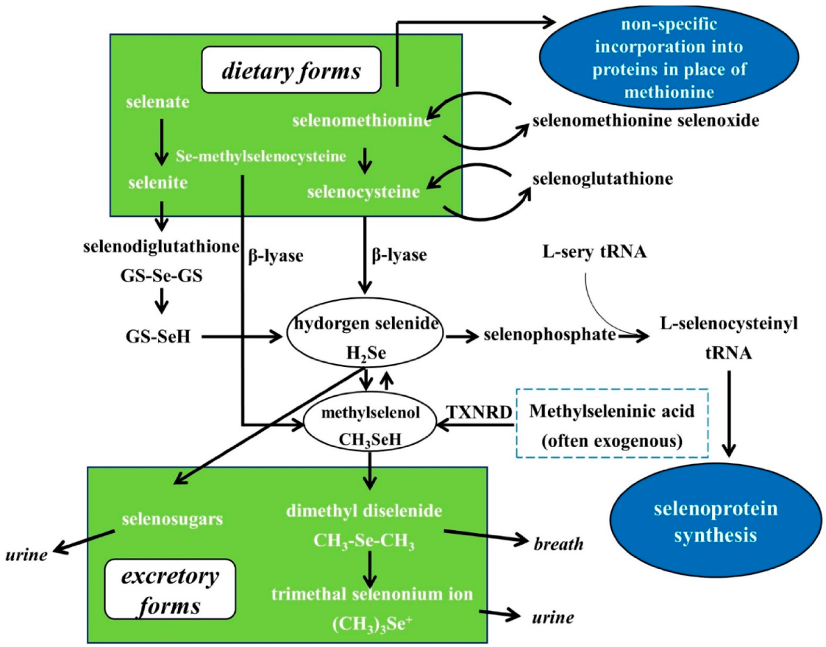 Nutrients 13 01739 g002