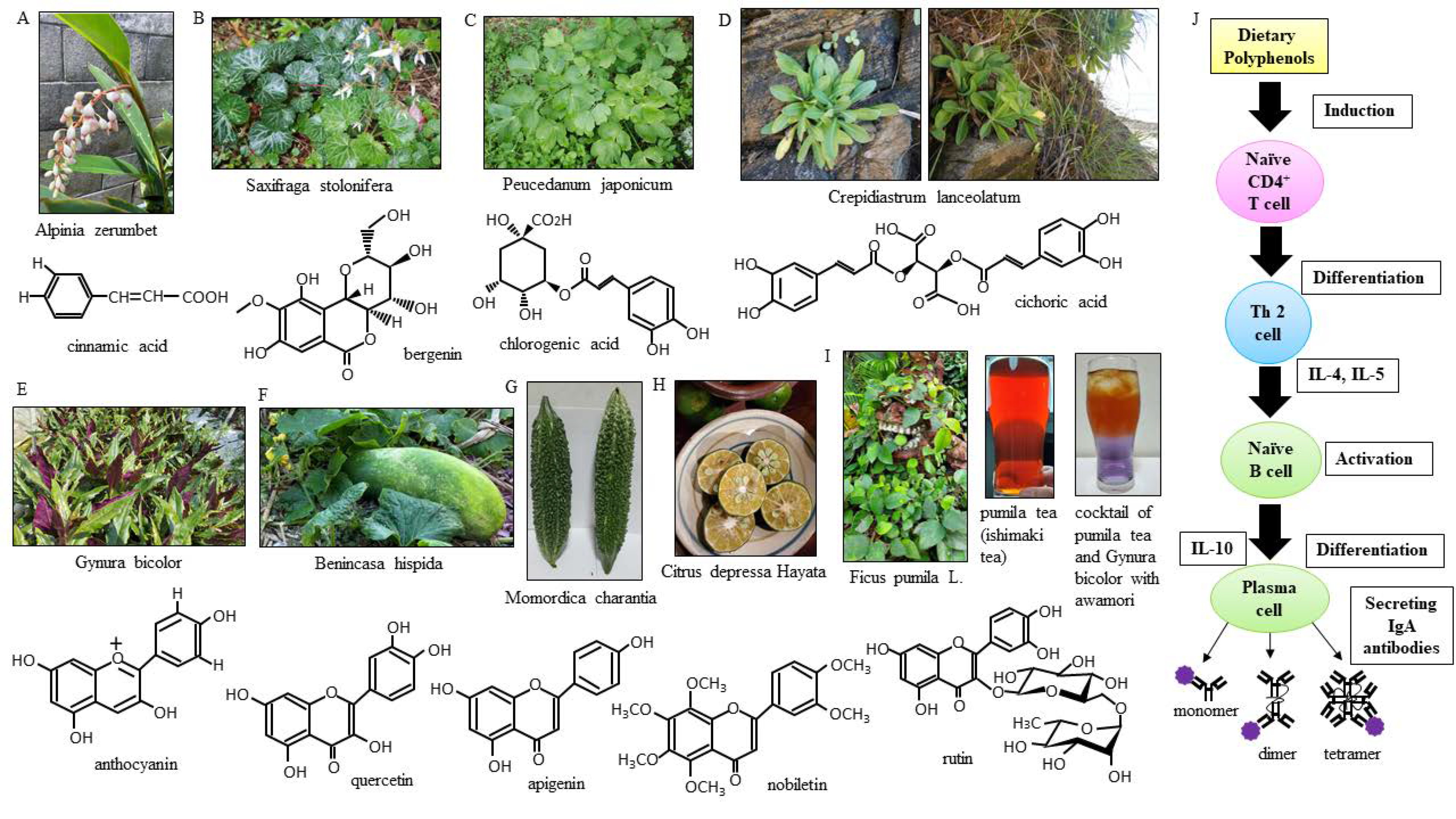 Nutrients 13 01773 g001 Nutrients 13 01773 g001
