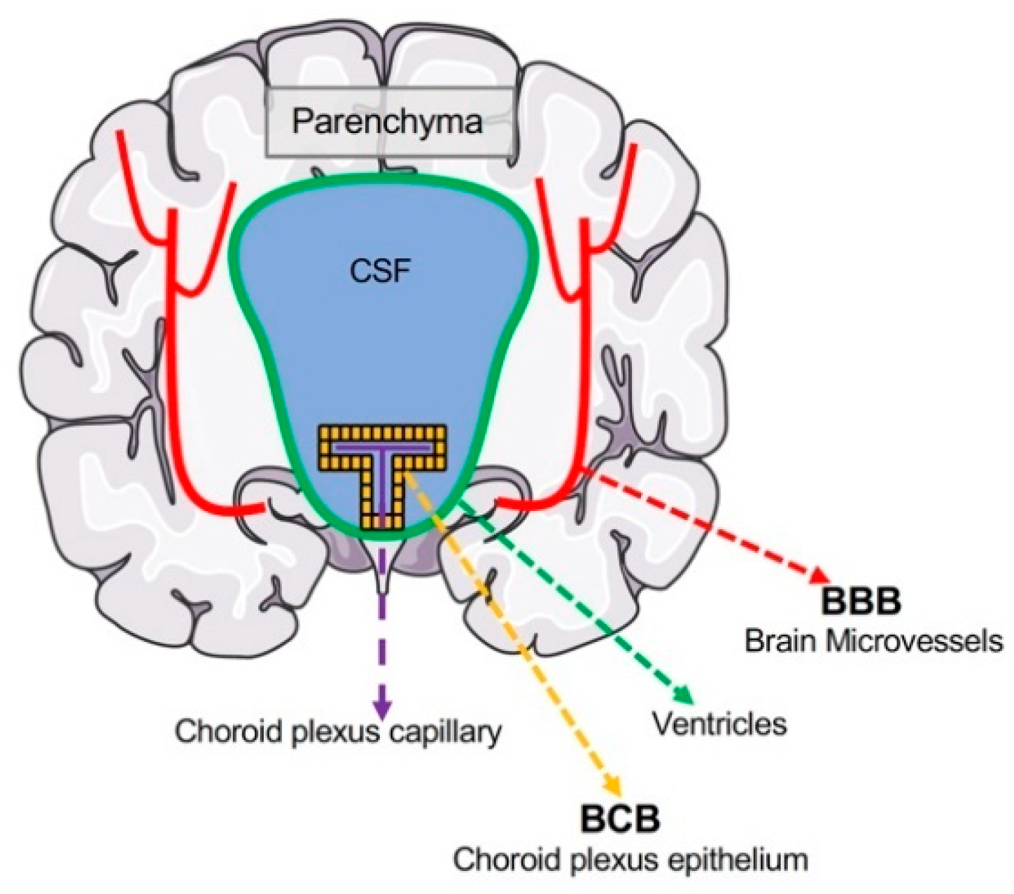 Nutrients Free FullText The Potential Roles of BloodBrain Barrier and BloodCerebrospinal