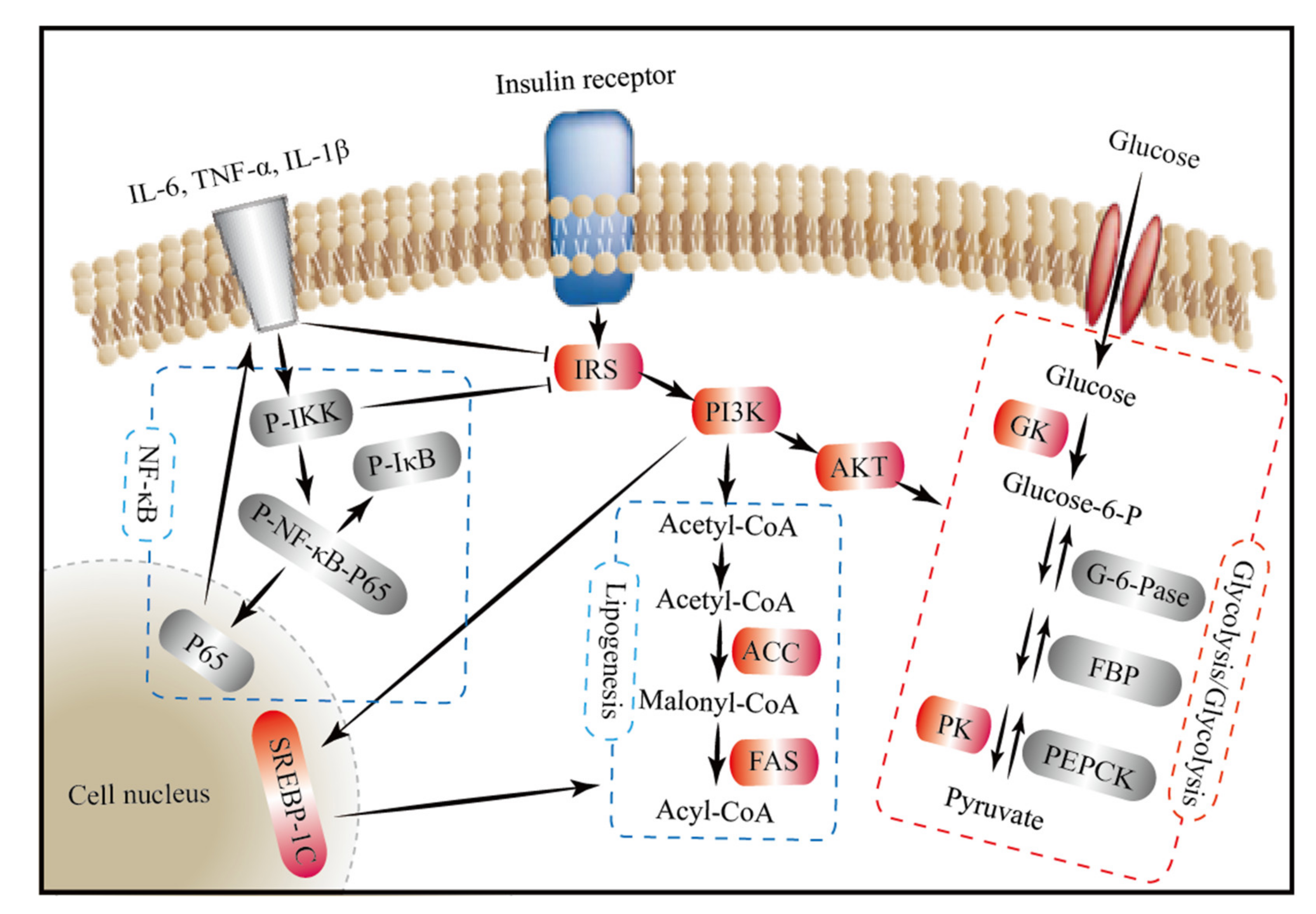 Nutrients 13 01837 g008 Nutrients 13 01837 g008