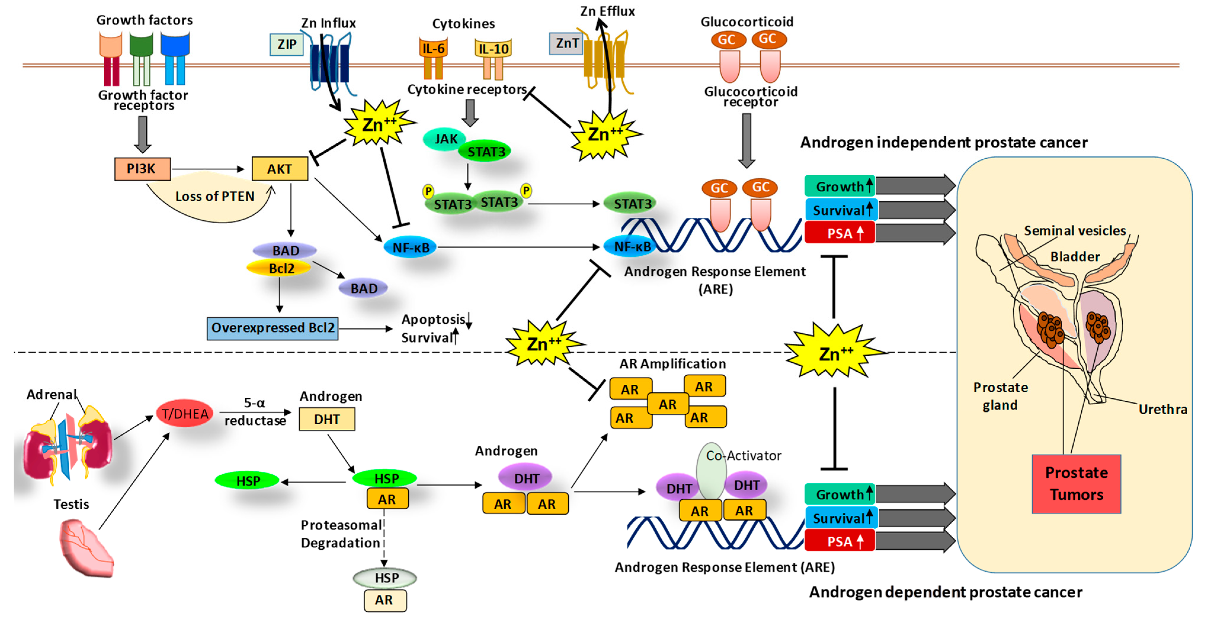 zinc and prostate cancer 2020