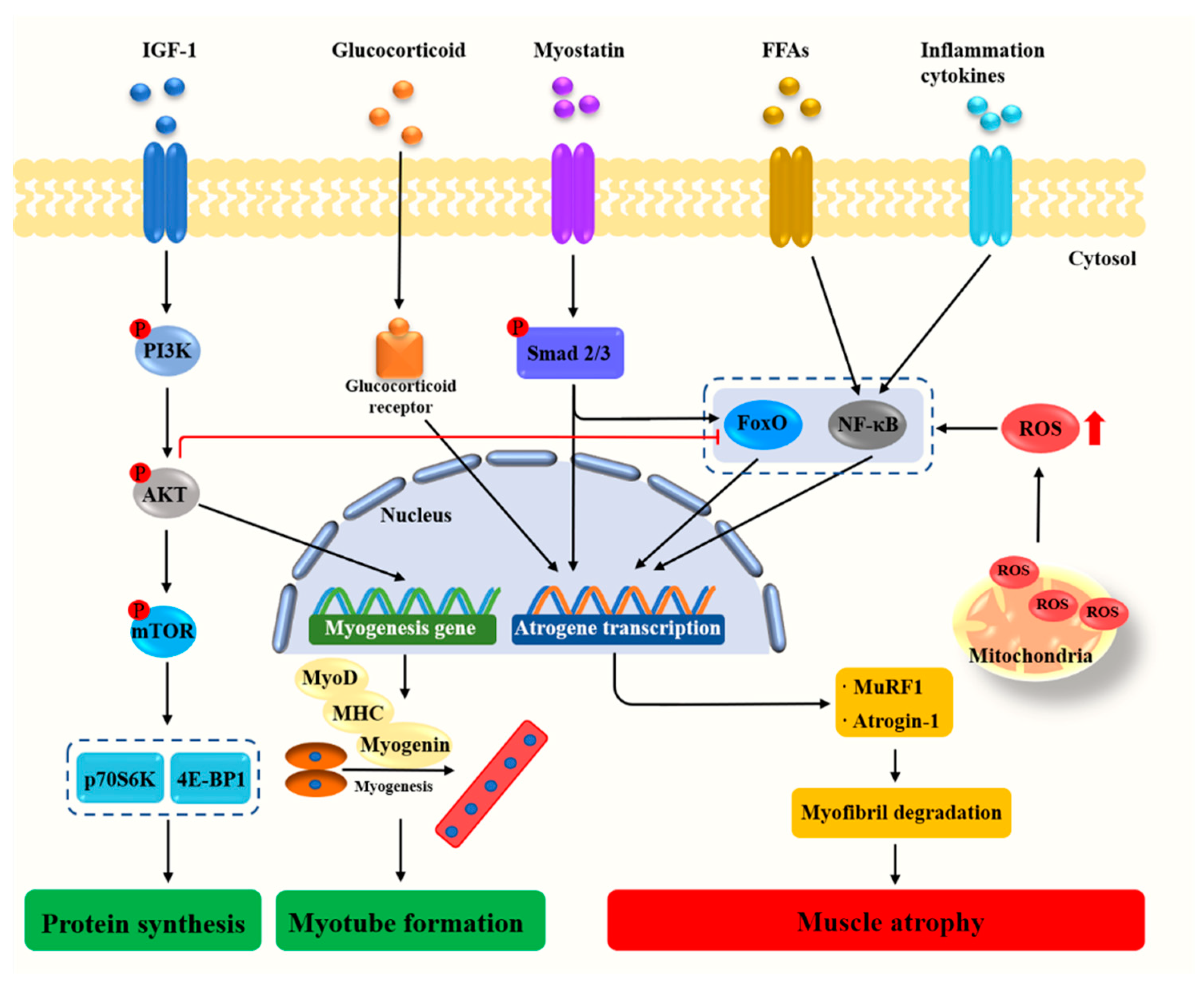 Nutrients 13 01914 g001 Nutrients 13 01914 g001
