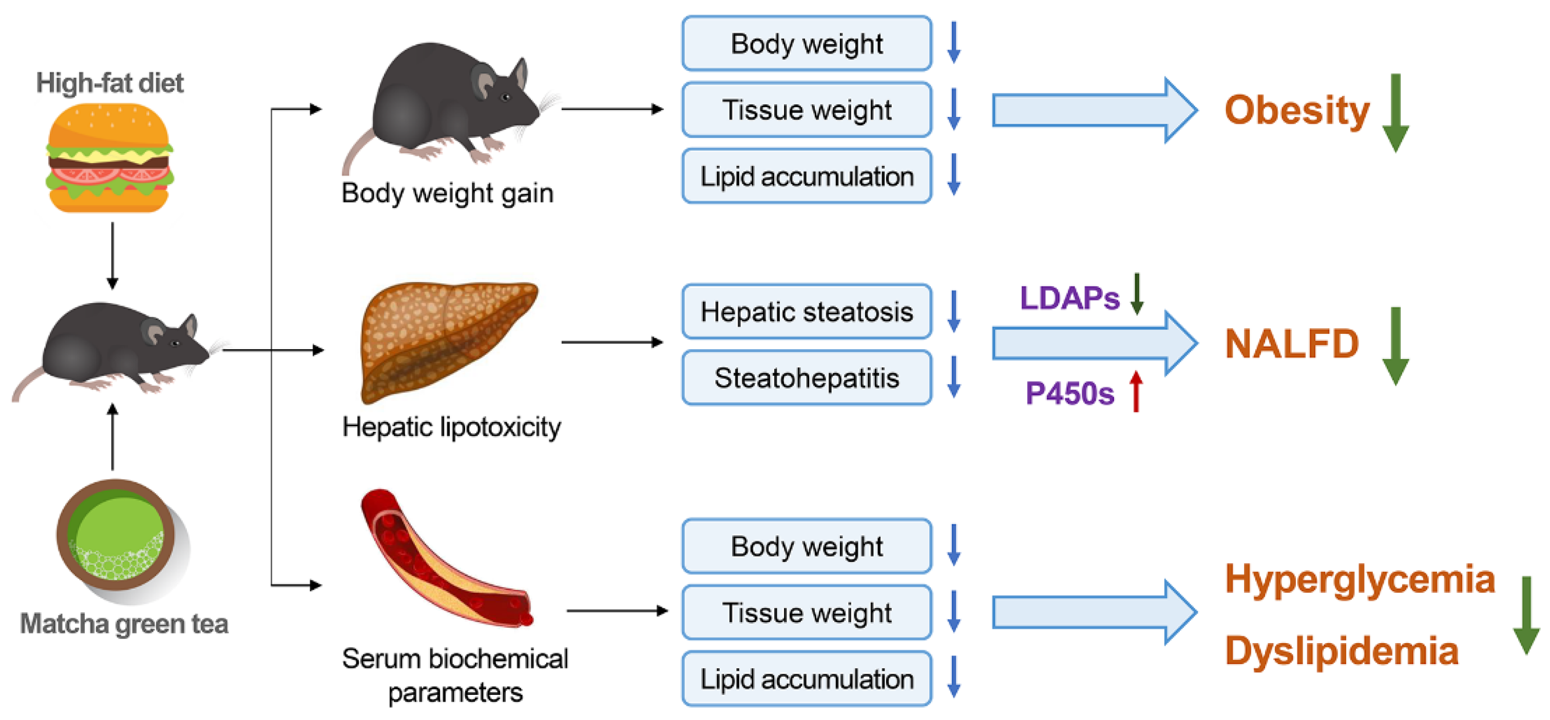 Nutrients 13 01950 g005 Nutrients 13 01950 g005