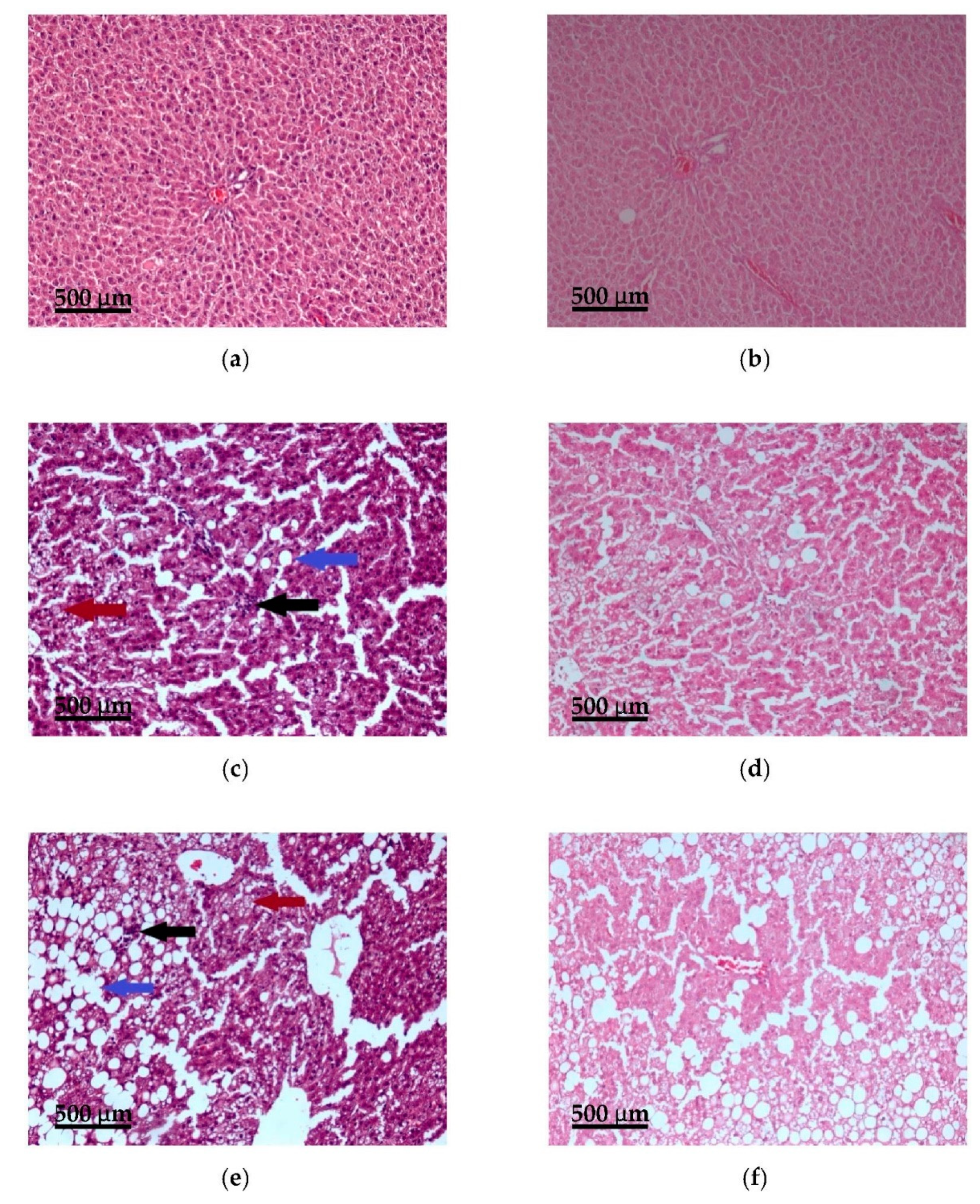 Nutrients 13 01999 g005 Nutrients 13 01999 g005