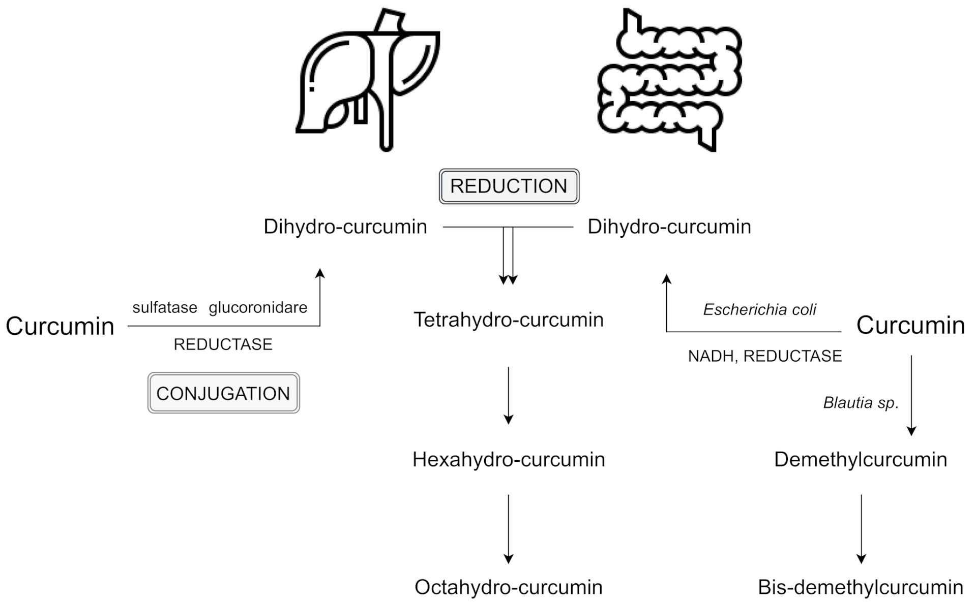 Nutrients 13 02004 g001 Nutrients 13 02004 g001