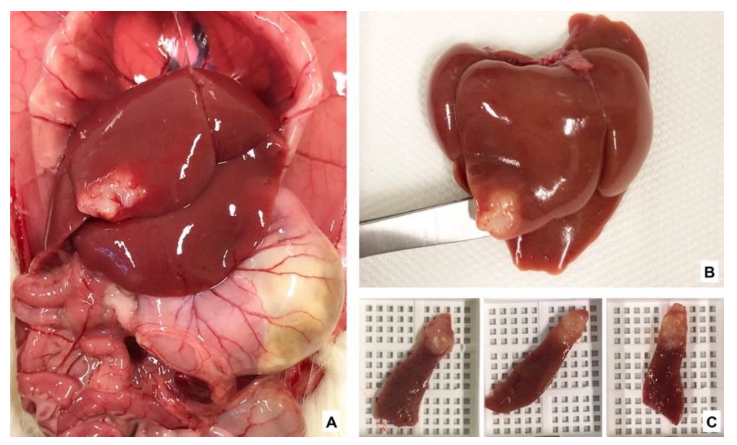 Nutrients 13 02035 g003 Nutrients 13 02035 g003