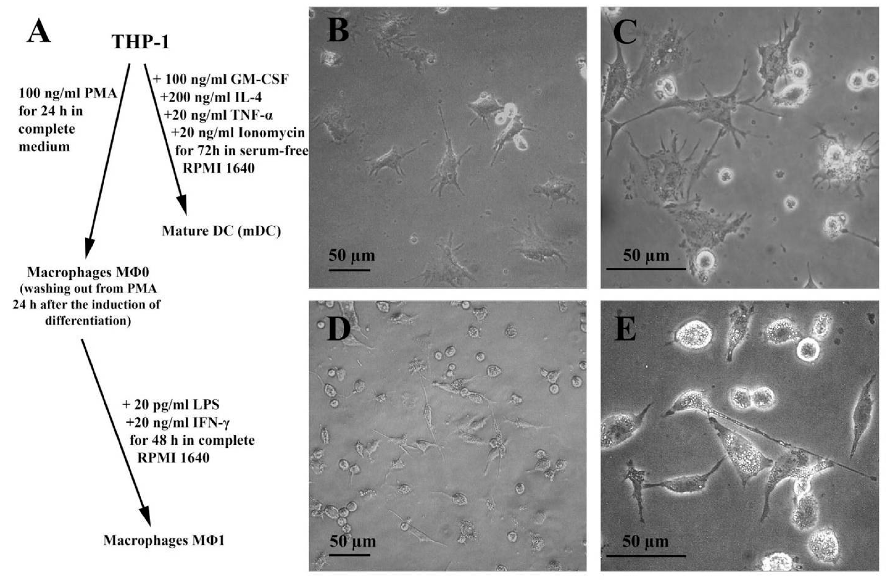 Nutrients 13 02058 g006