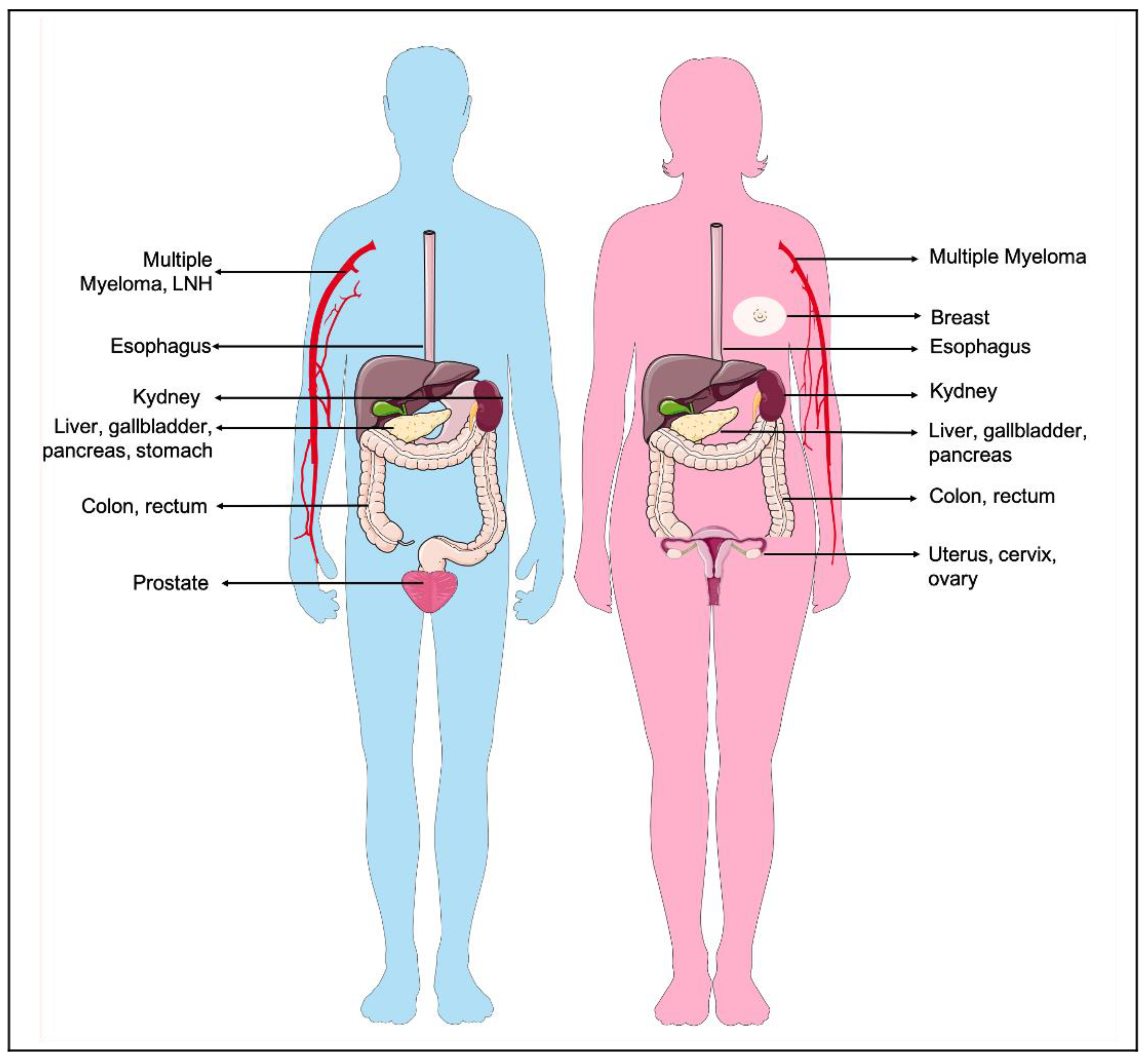 Nutrients Free Full-Text Visceral Adiposity and Cancer Role in Pathogenesis and Prognosis