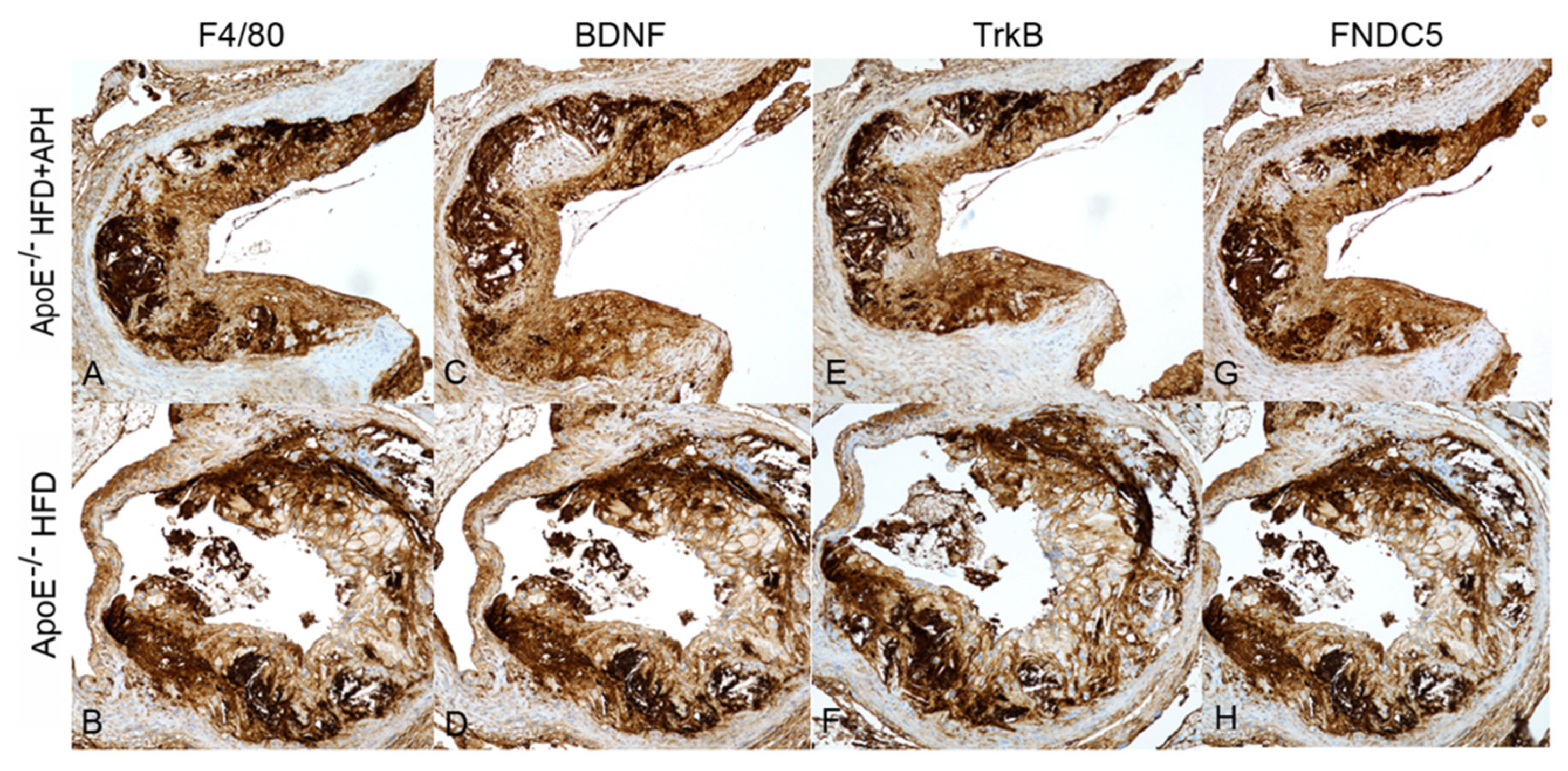 Nutrients 13 02137 g005 Nutrients 13 02137 g005