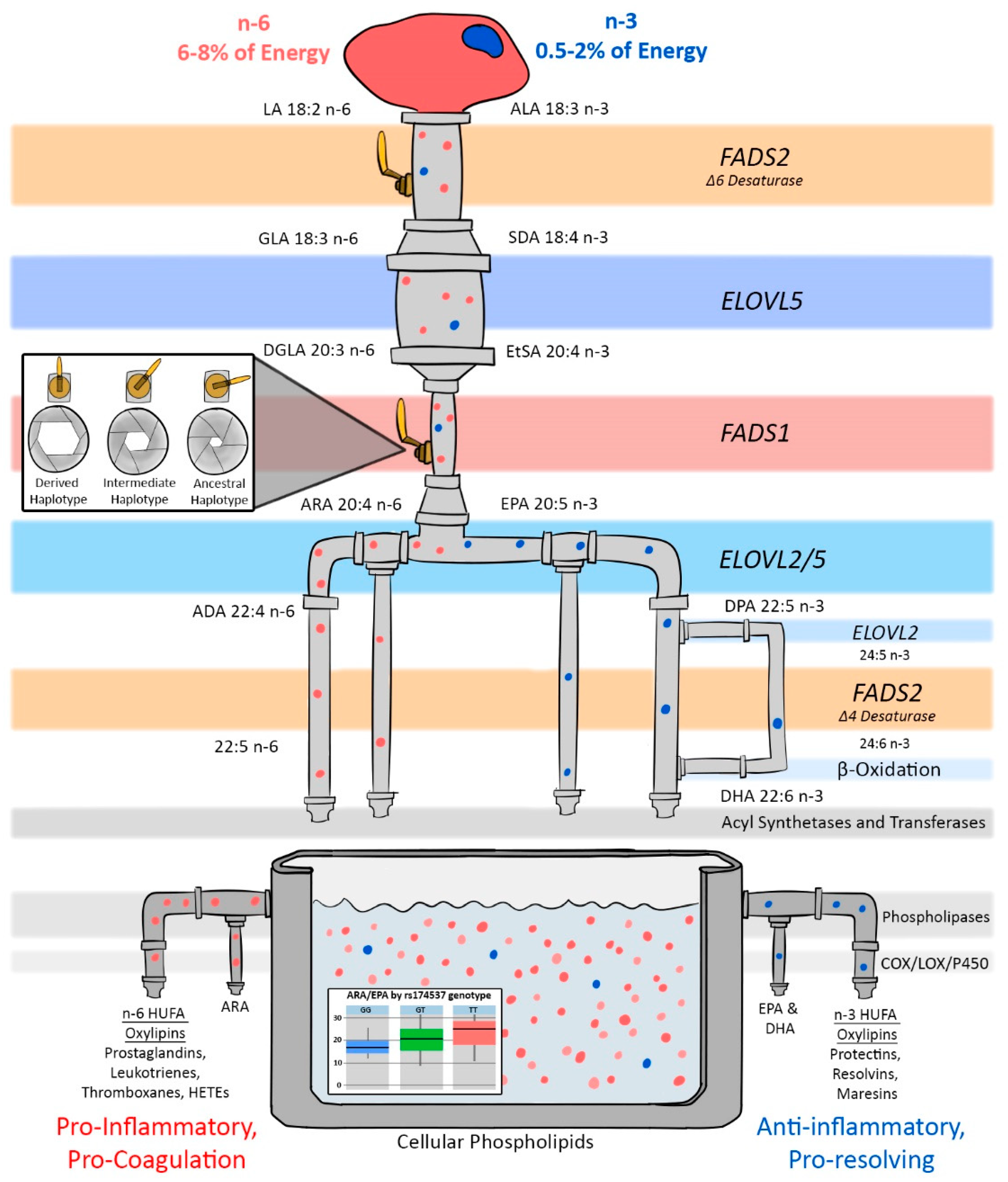 Nutrients 13 02154 g001