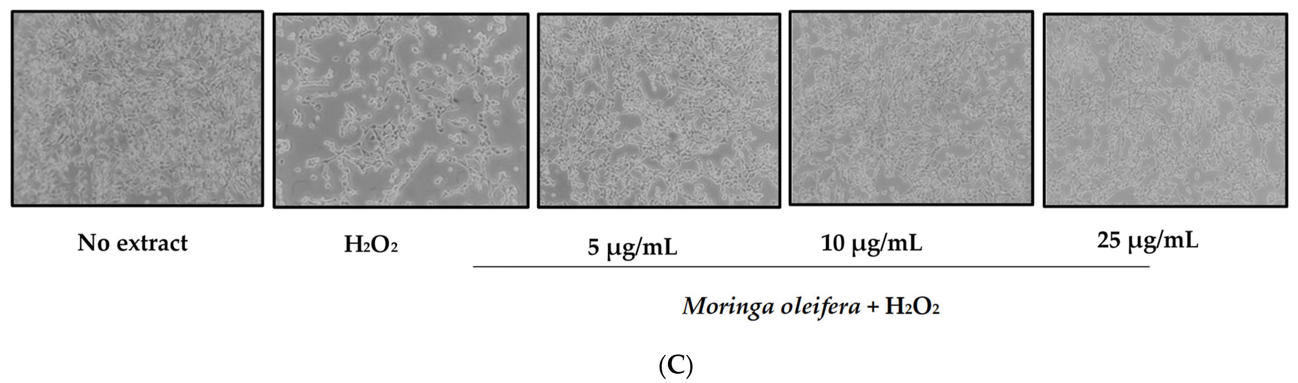Nutrients 13 02203 g001b 550