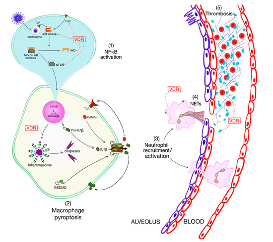 Lung-Centric Inflammation of COVID-19: Potential Modulation