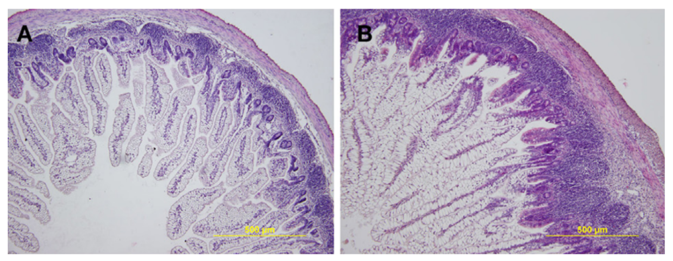 Nutrients 13 02289 g001