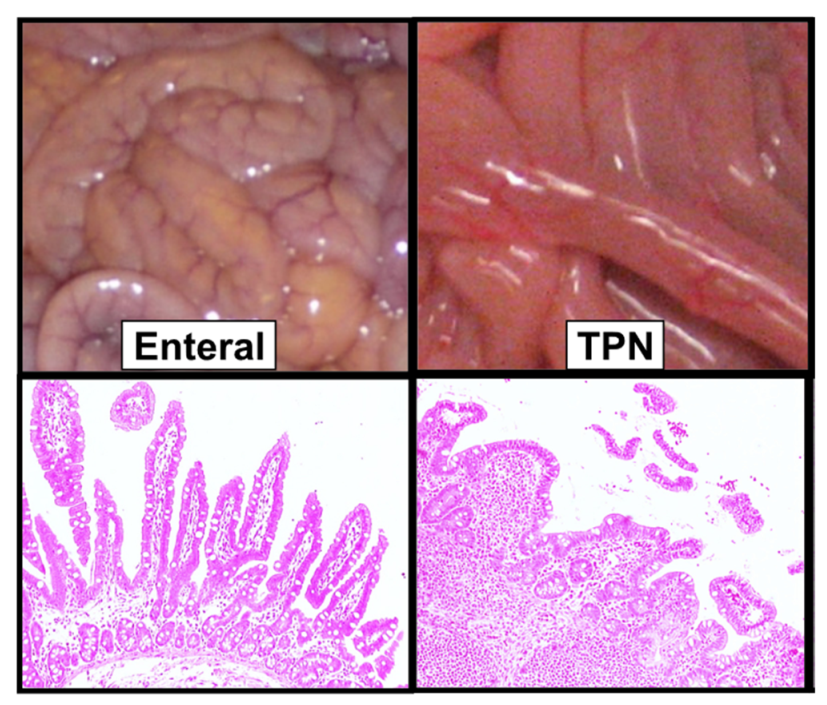 Nutrients 13 02289 g002