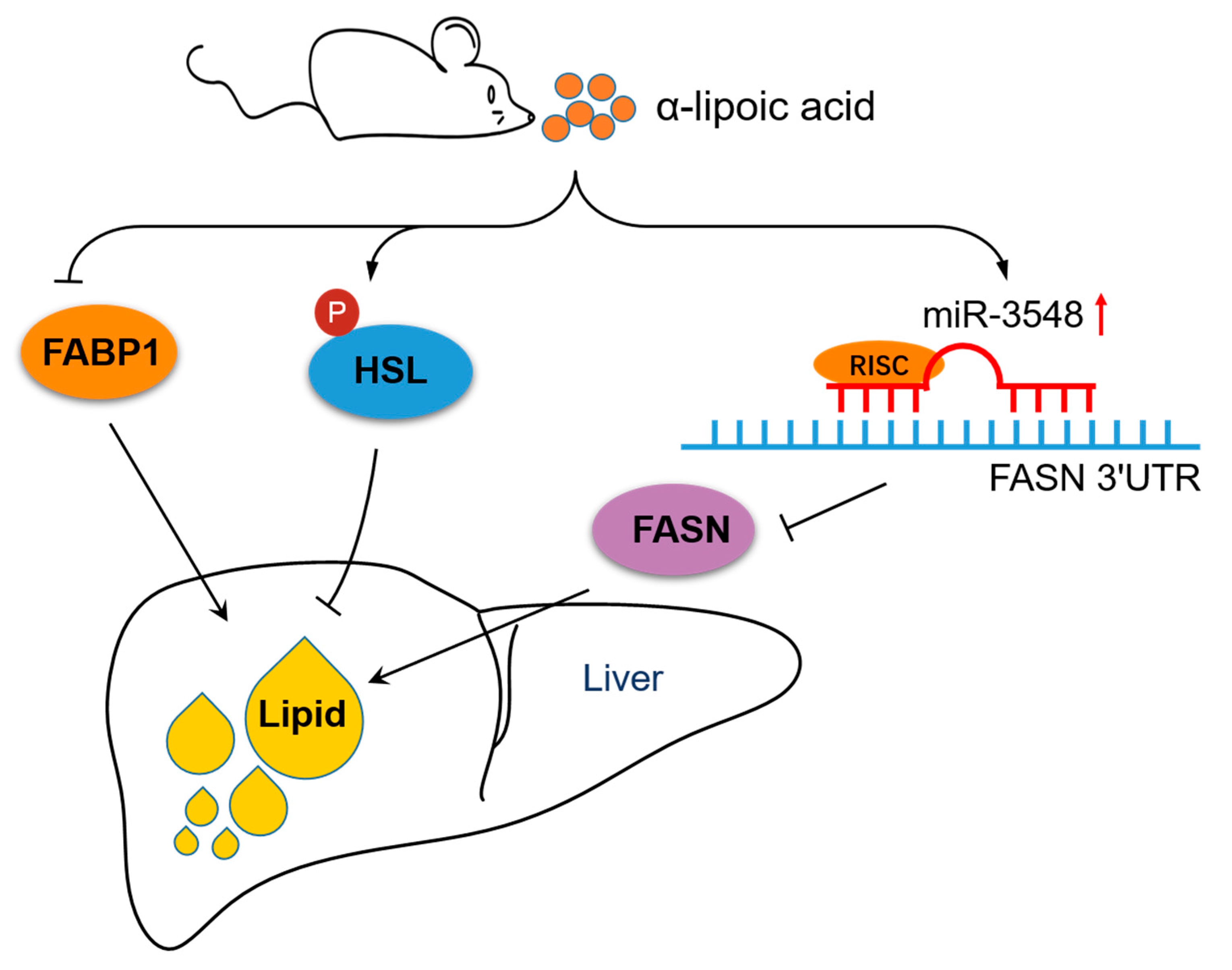 α-Lipoic Acid For Liver