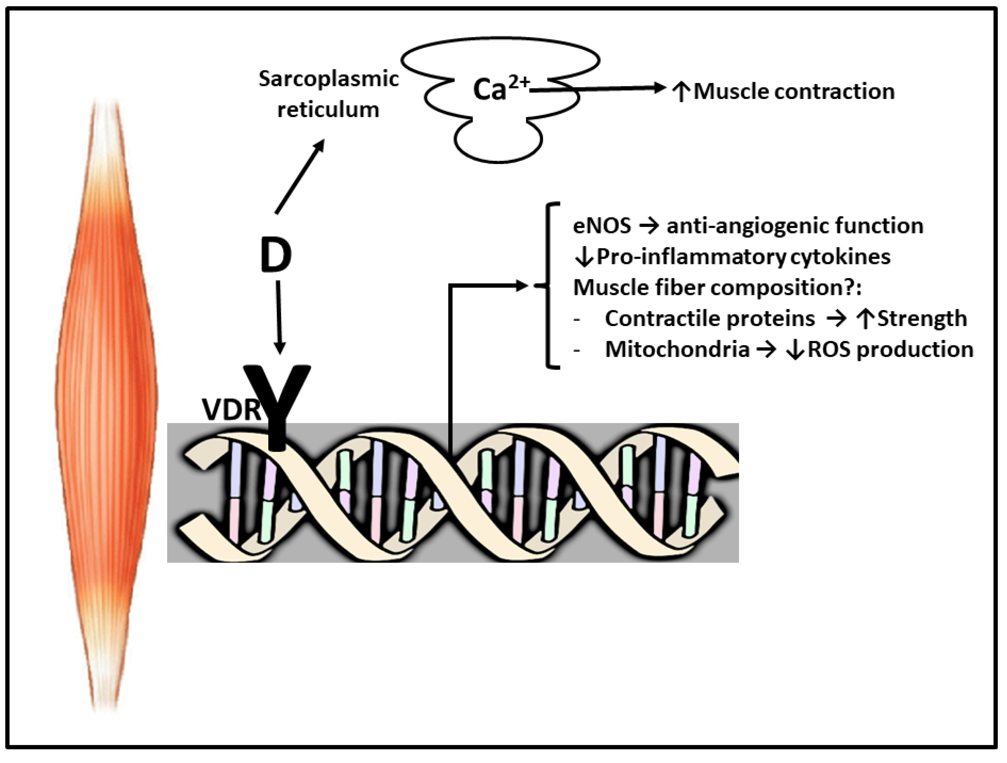 Nutrients 13 02336 g001 Nutrients 13 02336 g001