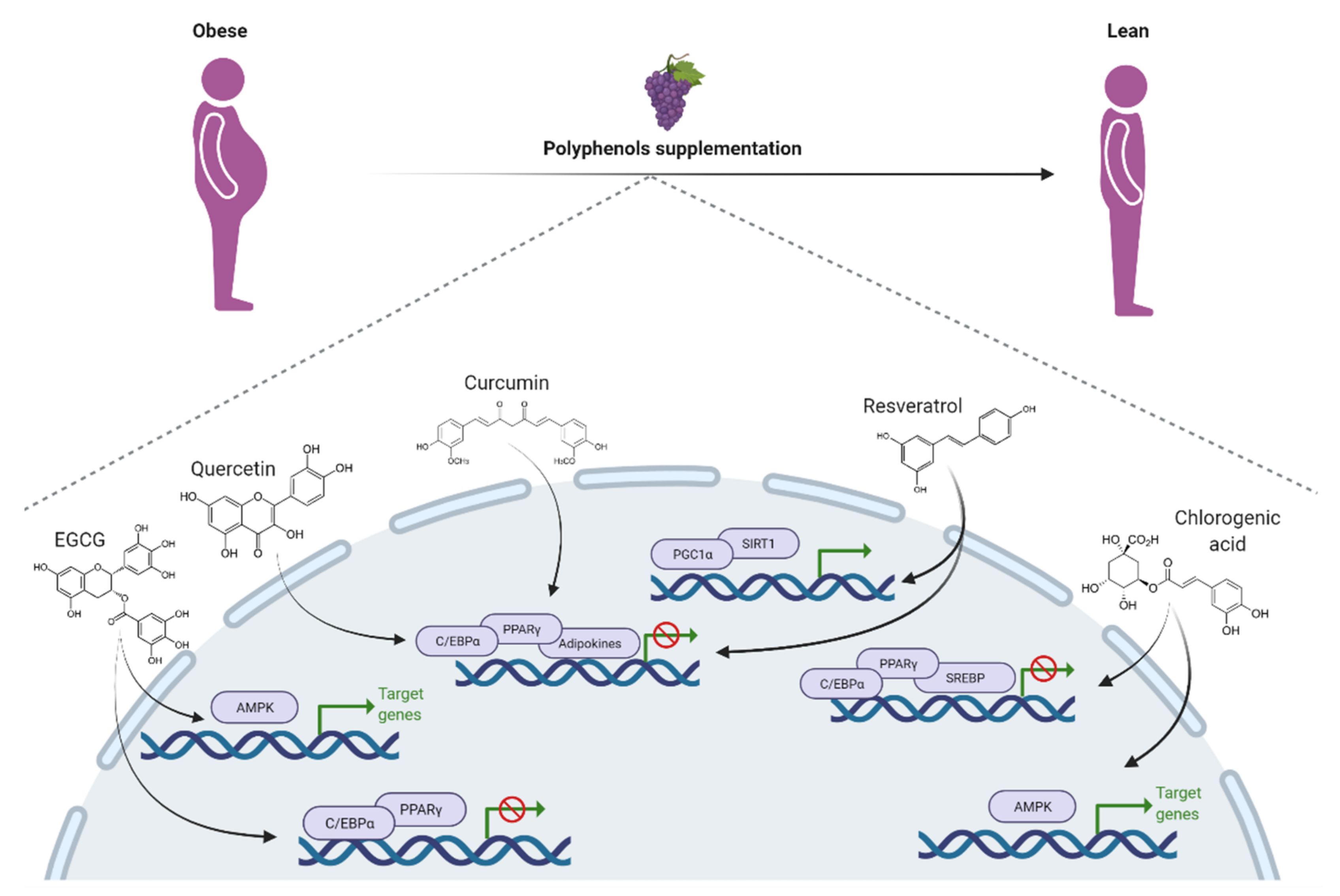 Nutrients 13 02390 g001 Nutrients 13 02390 g001
