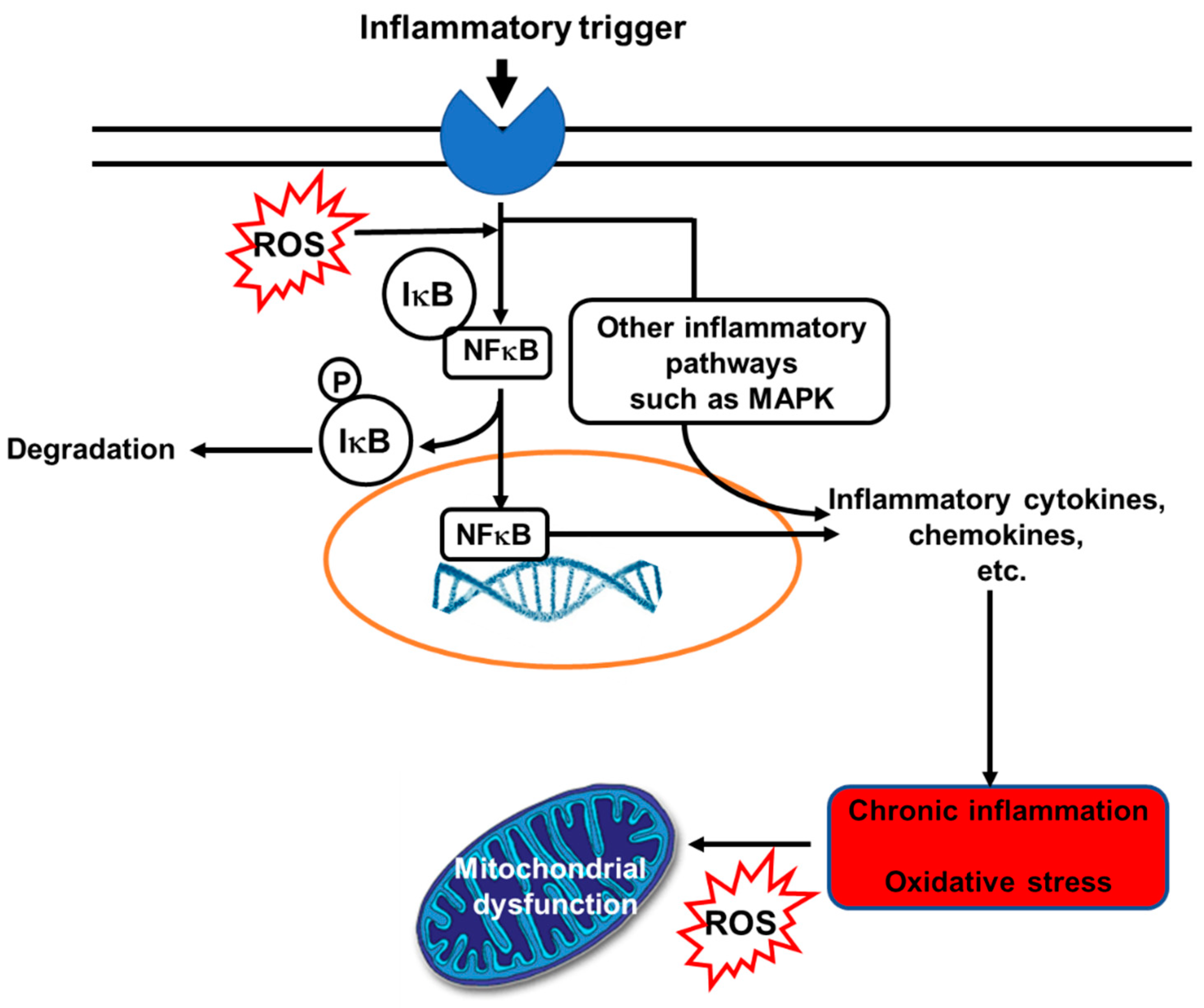 Heer snelweg Artistiek Nutrients | Free Full-Text | Beneficial Outcomes of Omega-6 and Omega-3  Polyunsaturated Fatty Acids on Human Health: An Update for 2021