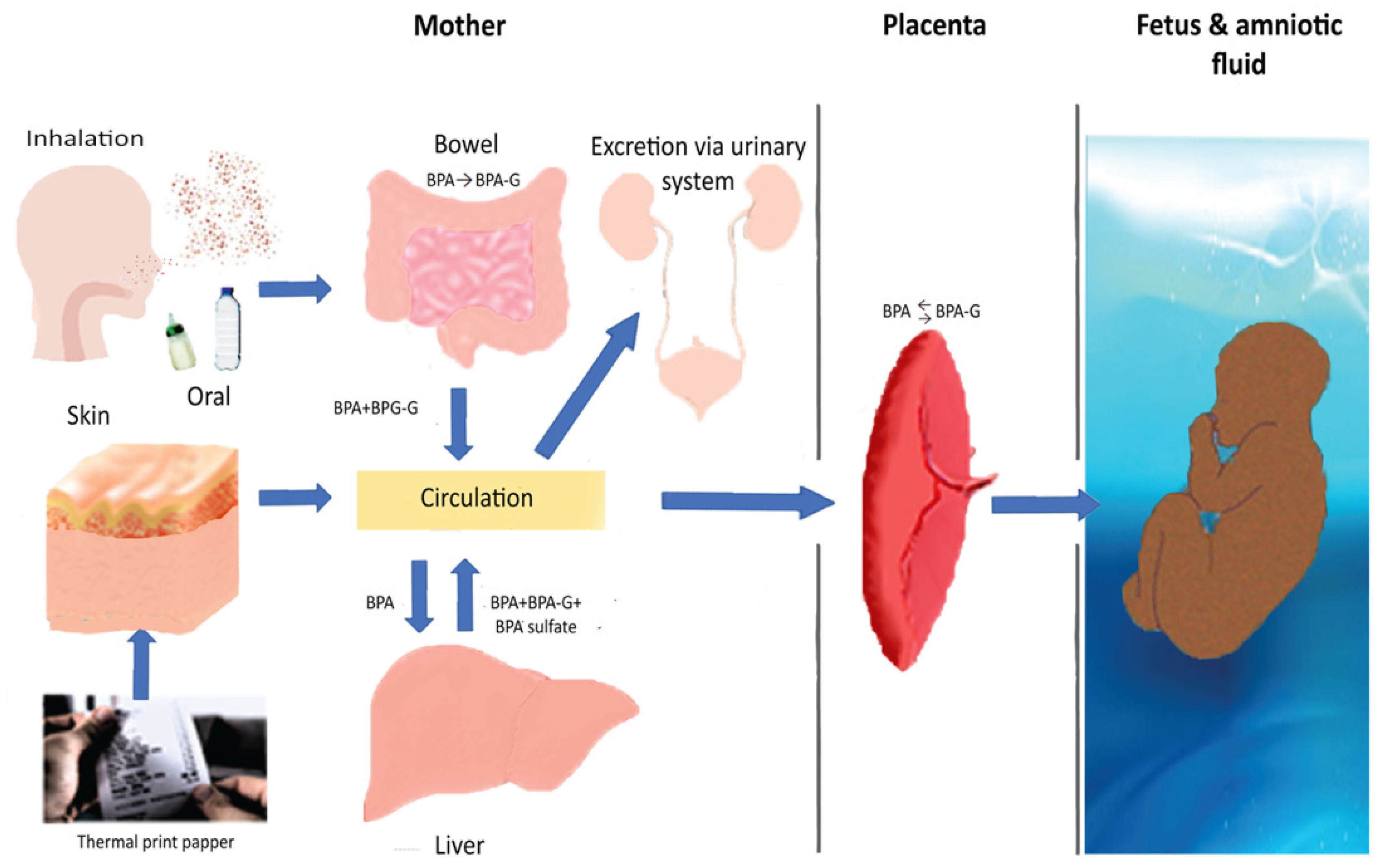 Nutrients Free Full Text A Systematic Review of Bisphenol A