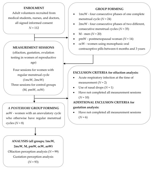 what are the four main phases of the menstrual cycle