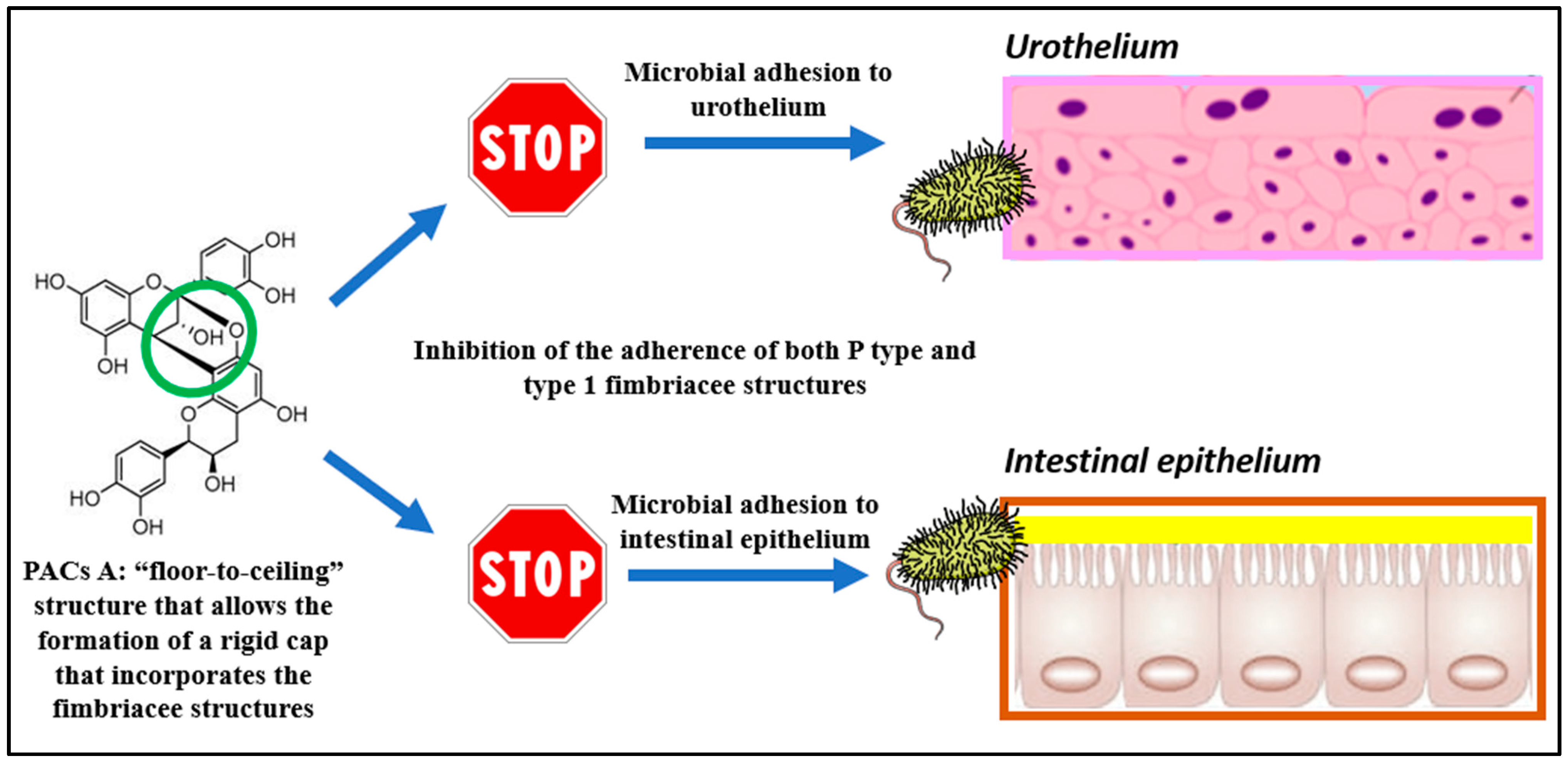 Nutrients | Free Full-Text | Highly Active Cranberry's 
