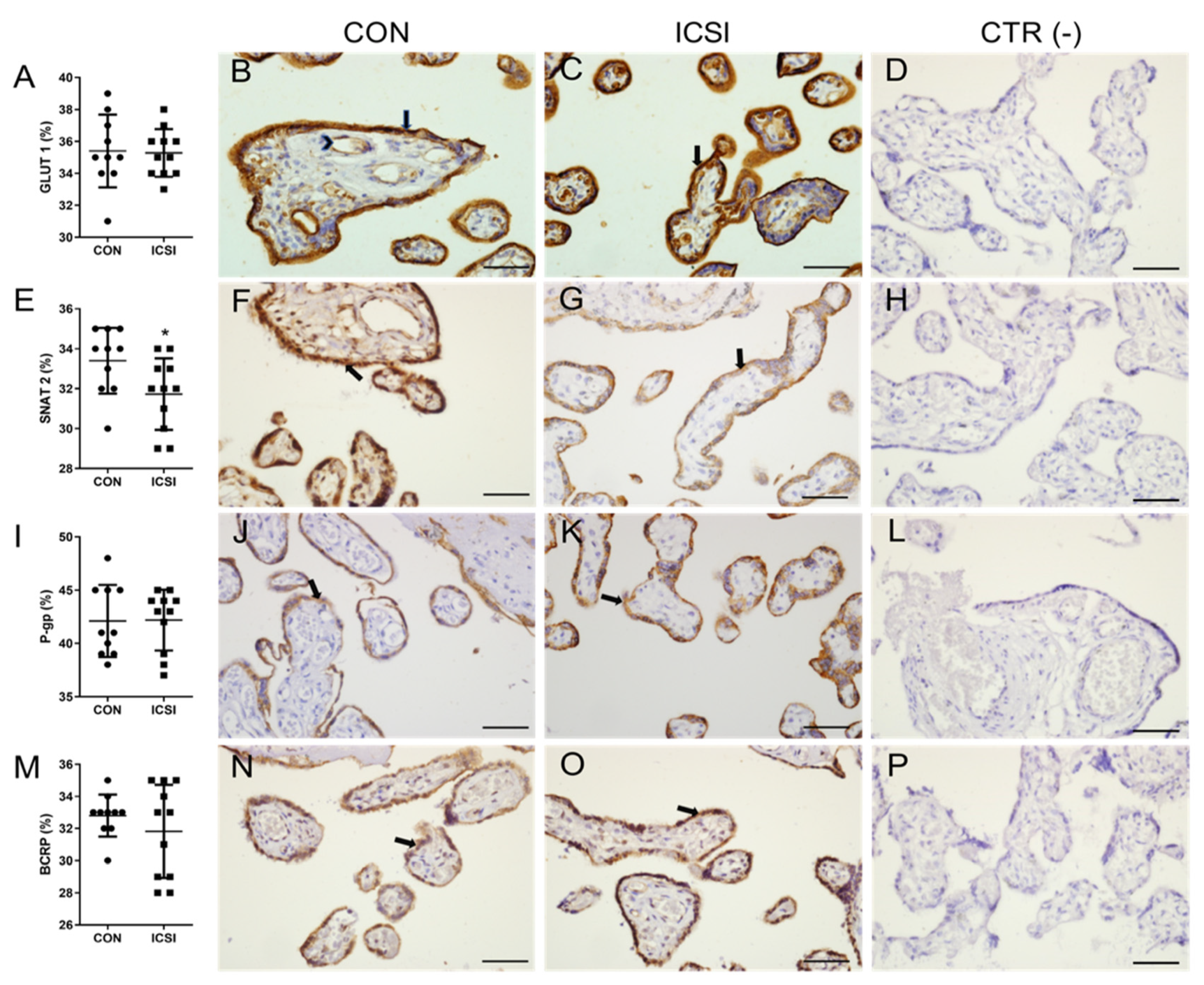 Nutrients 13 02587 g001 Nutrients 13 02587 g001
