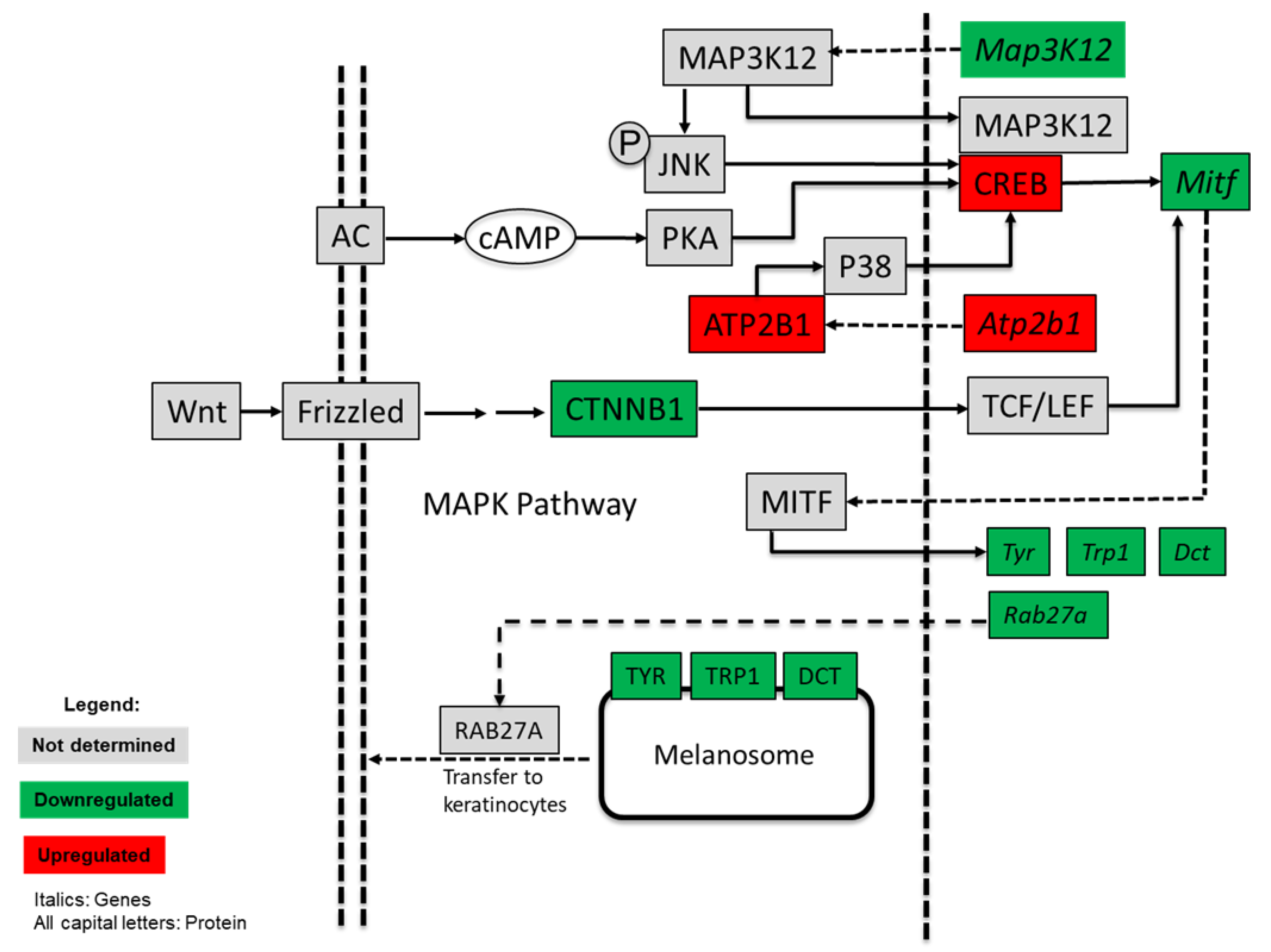 Nutrients 13 02697 g003 550