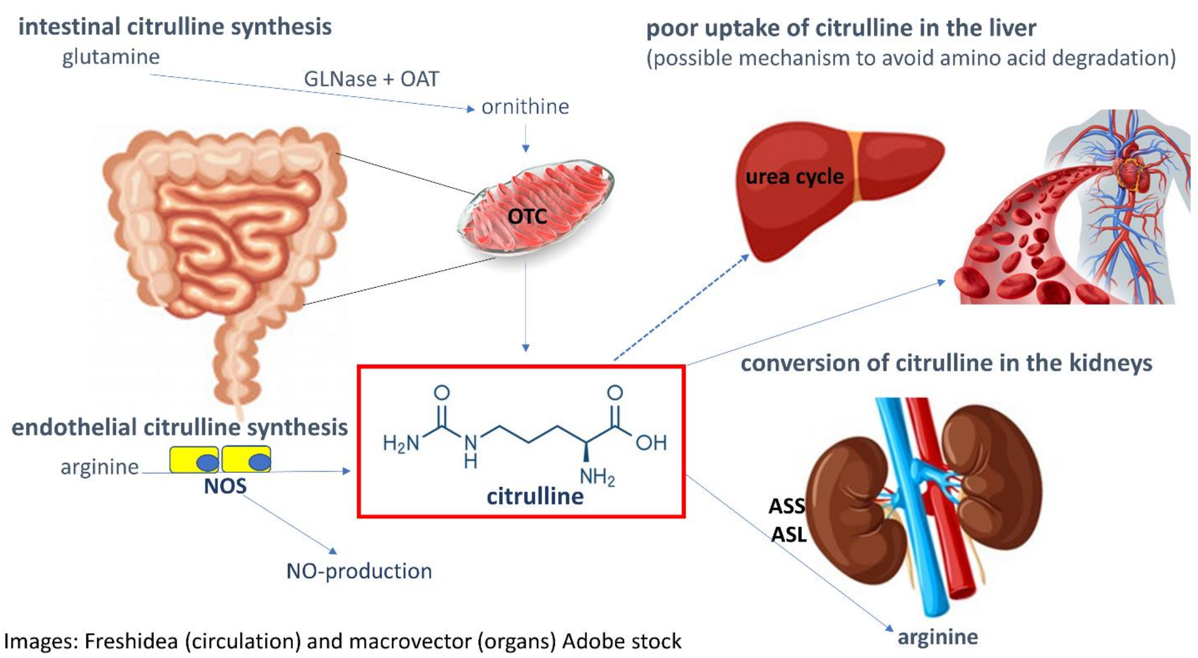 Nutrients 13 02794 g002 Nutrients 13 02794 g002