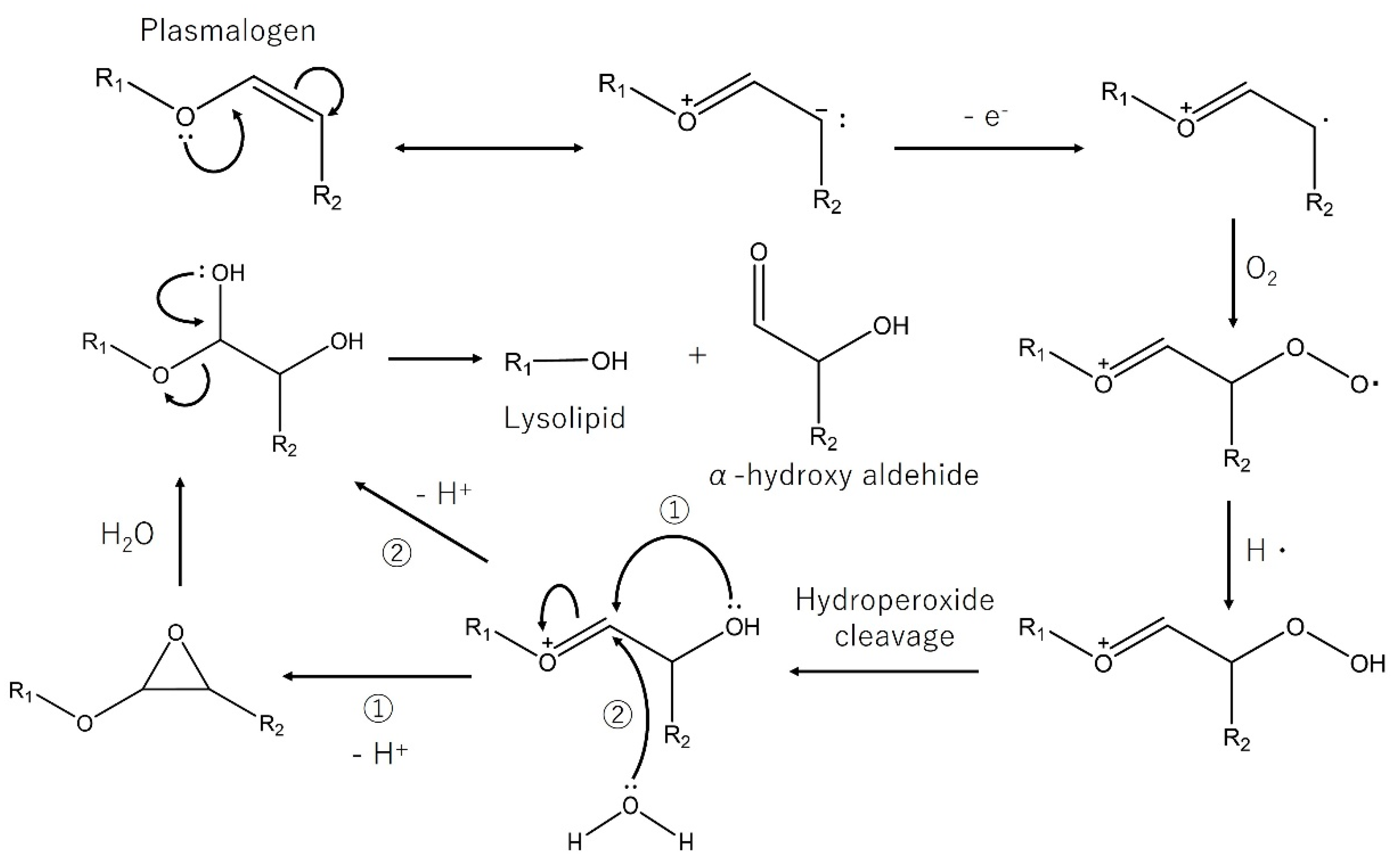 Nutrients 13 02804 g004