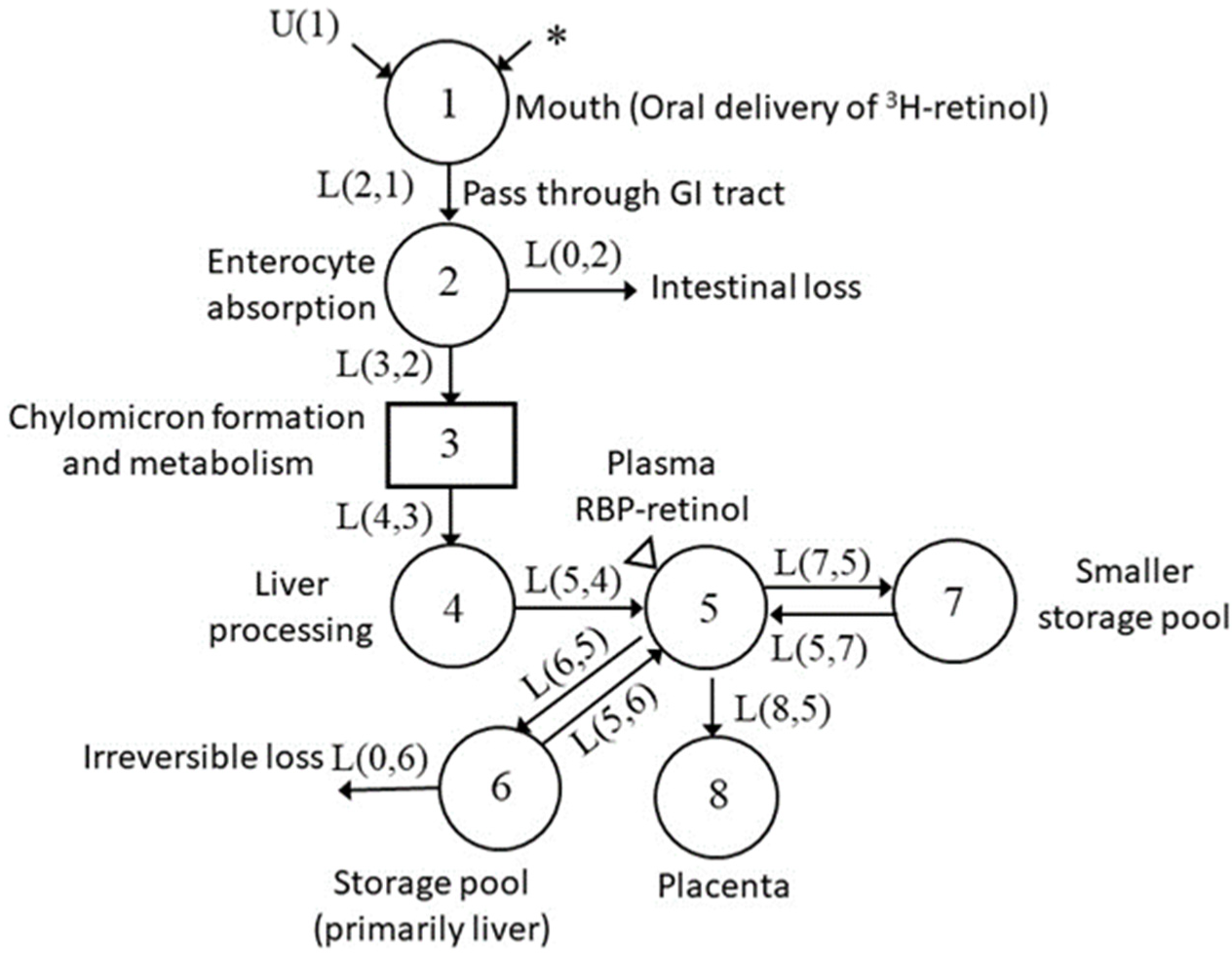 Nutrients 13 02853 g005 Nutrients 13 02853 g005