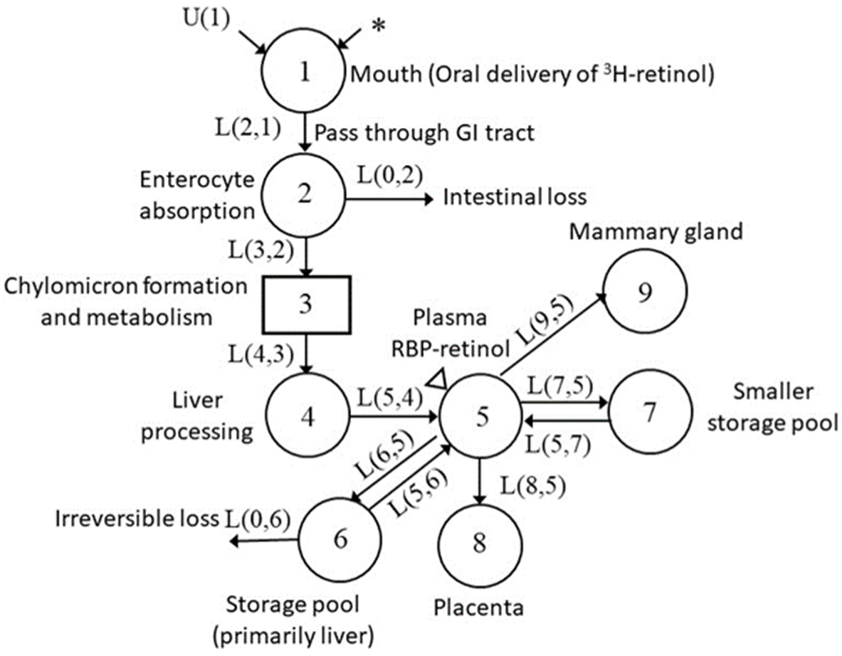 Nutrients Free Full Text Pregnancy And Lactation Alter Vitamin A Metabolism And Kinetics In Rats Under Vitamin A Adequate Dietary Conditions Html