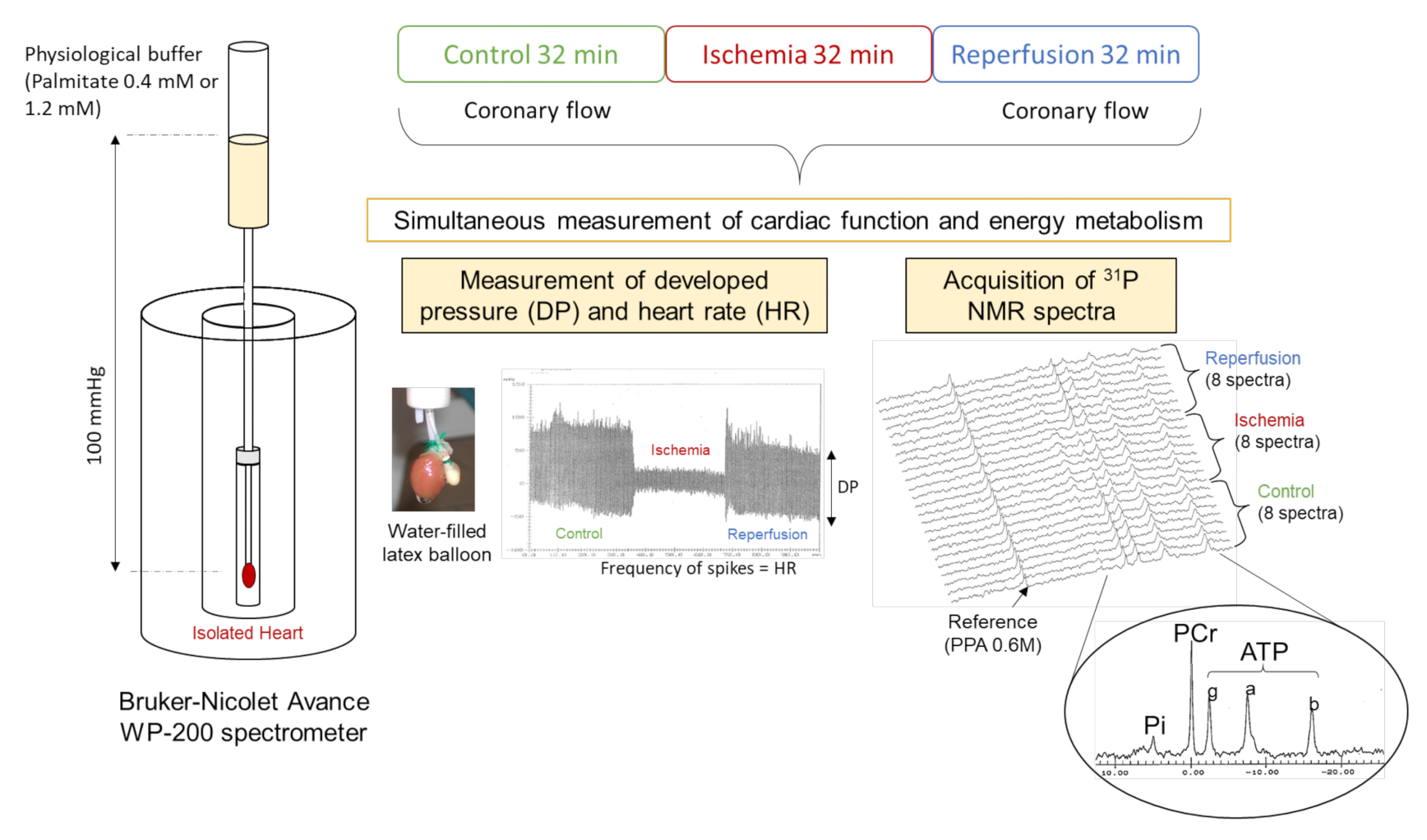 Nutrients 13 02914 g001 Nutrients 13 02914 g001