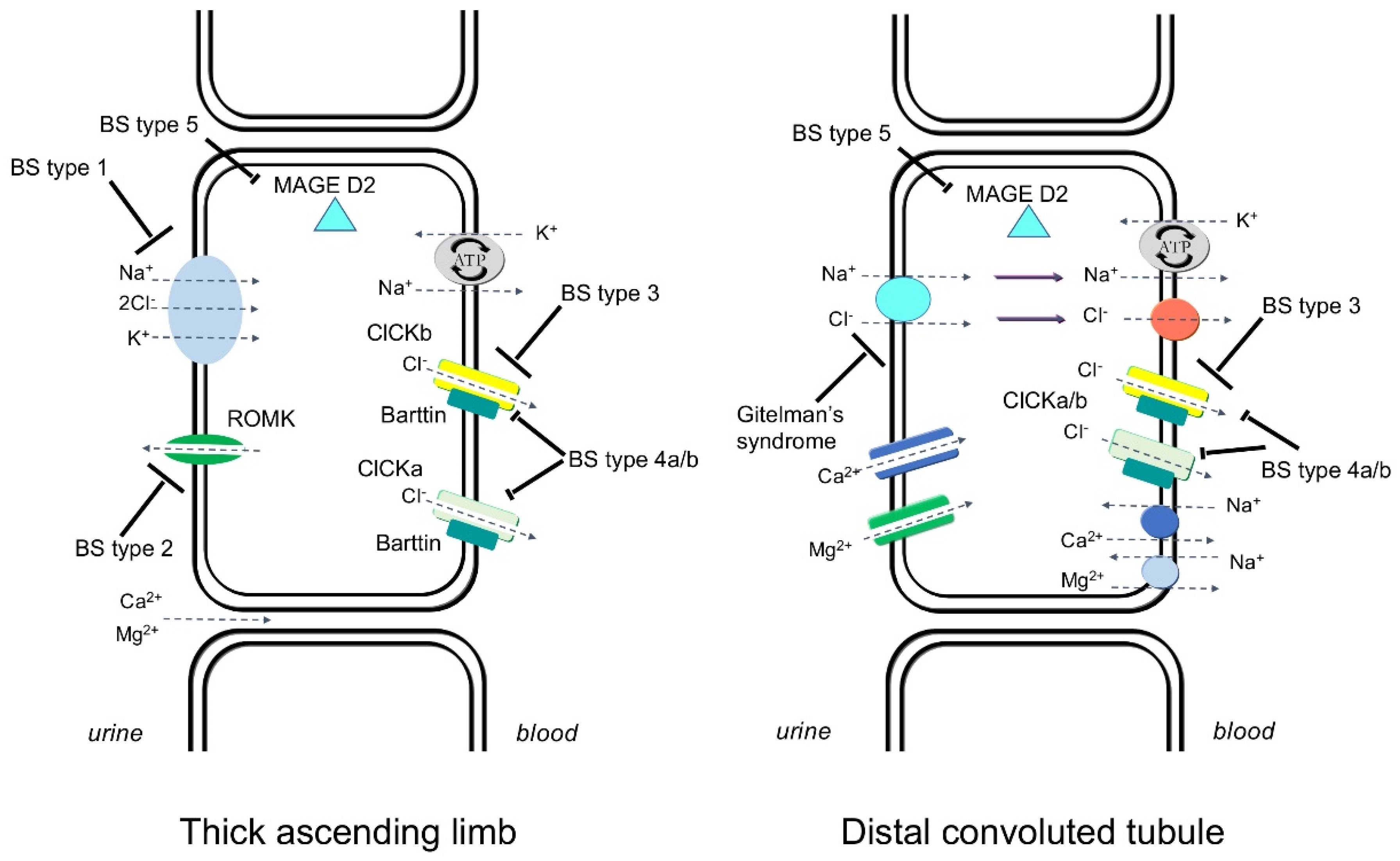 Nutrients 13 02960 g001 Nutrients 13 02960 g001