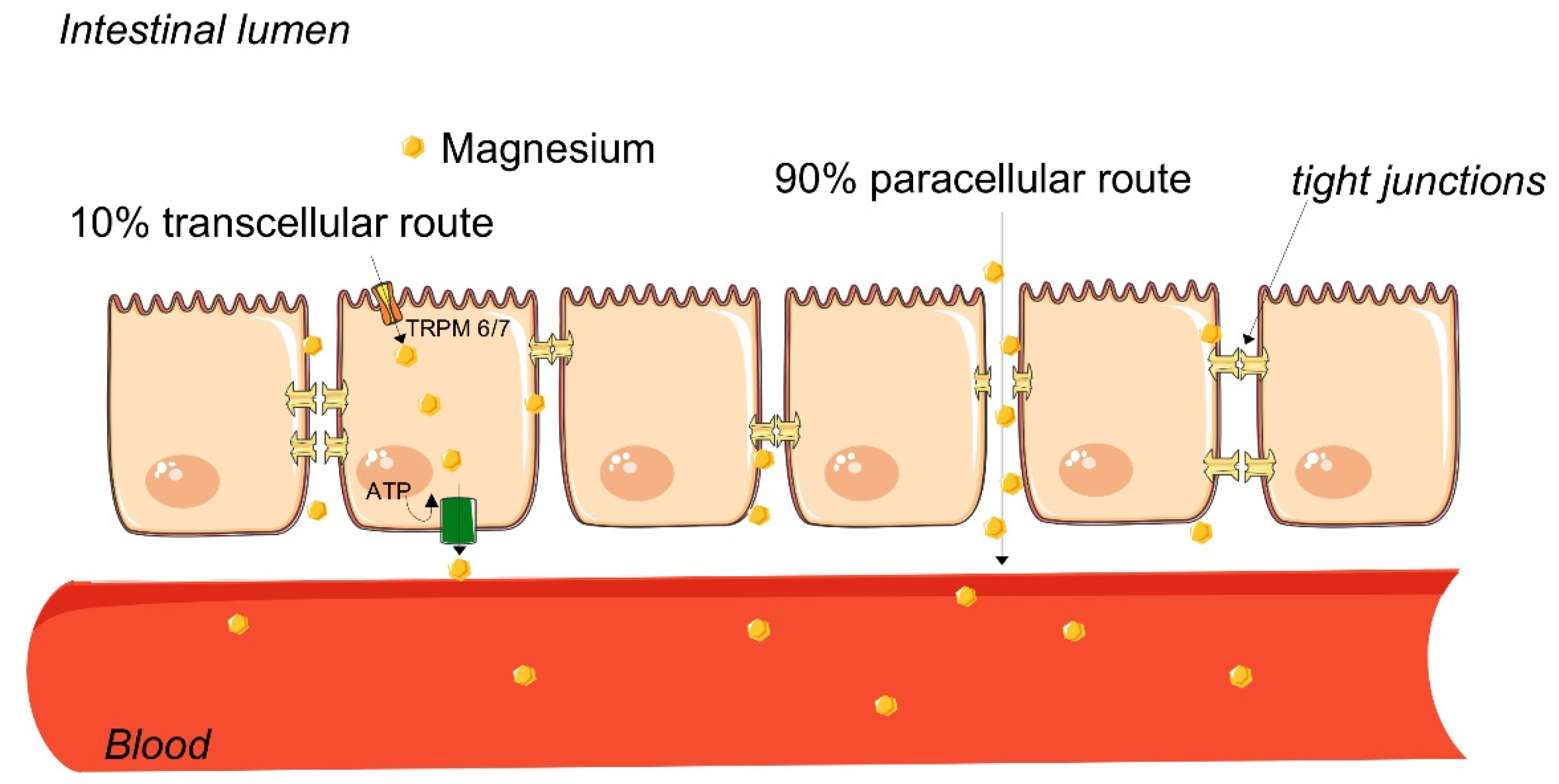 Nutrients 13 02960 g002 Nutrients 13 02960 g002