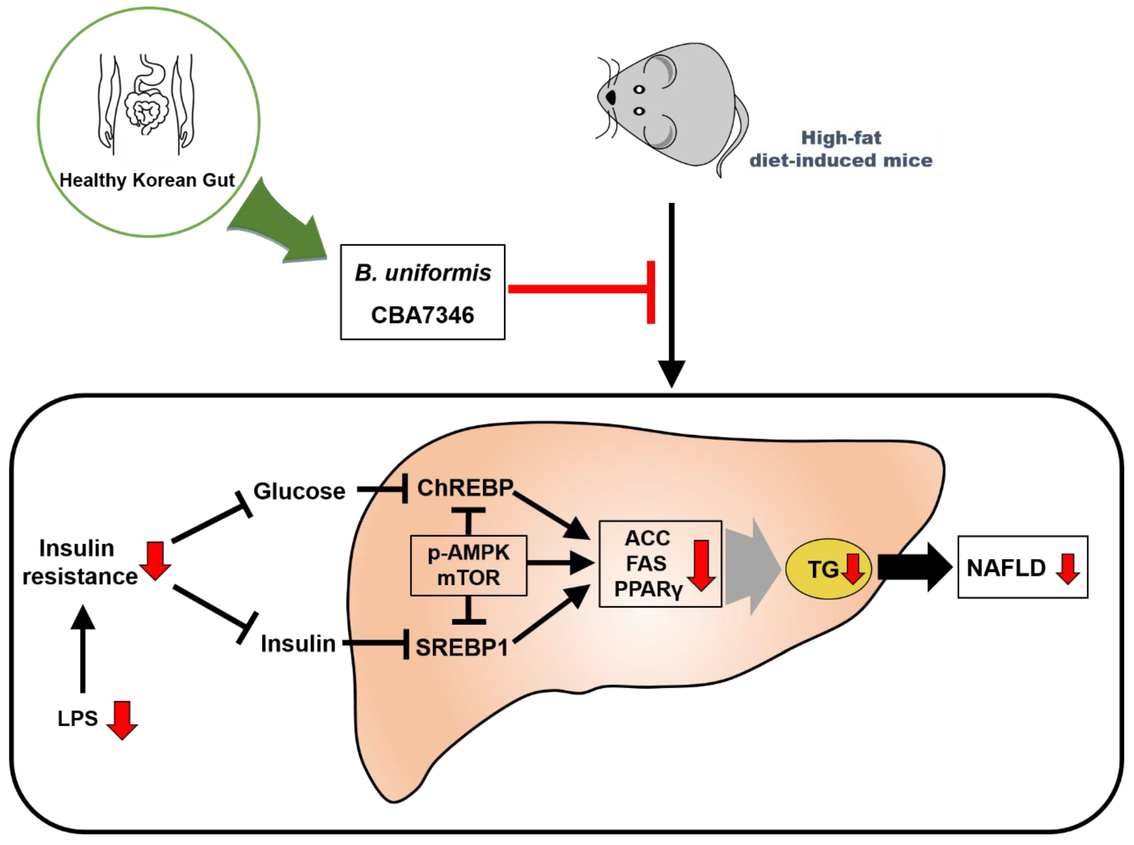Nutrients 13 02989 g007 550