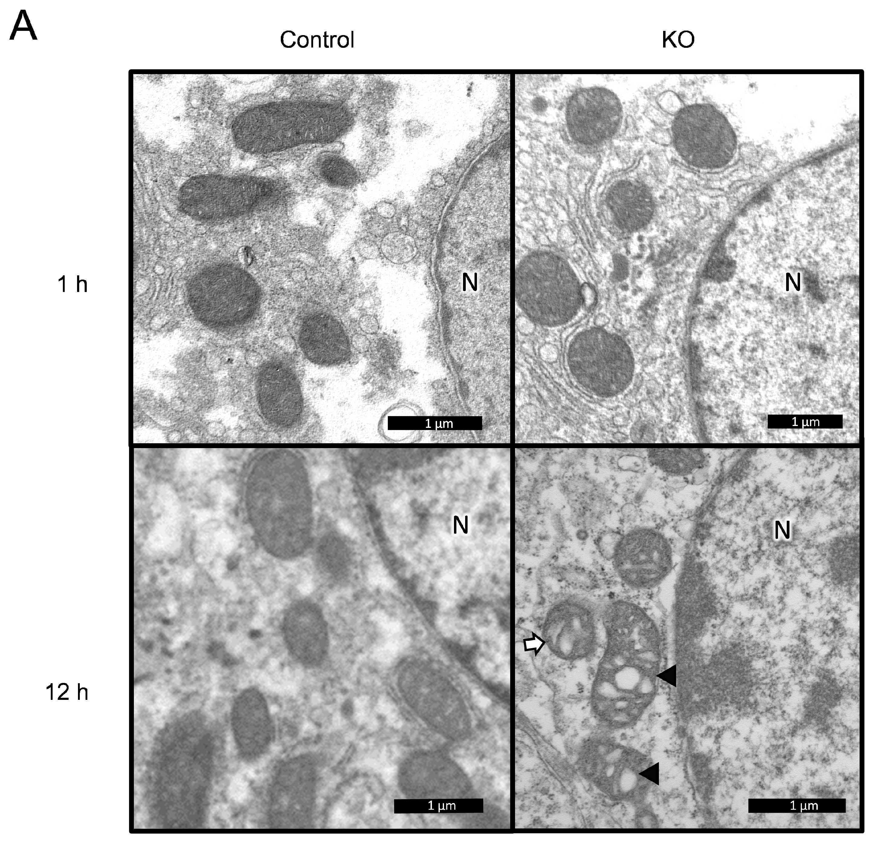 Nutrients 13 03026 g006a