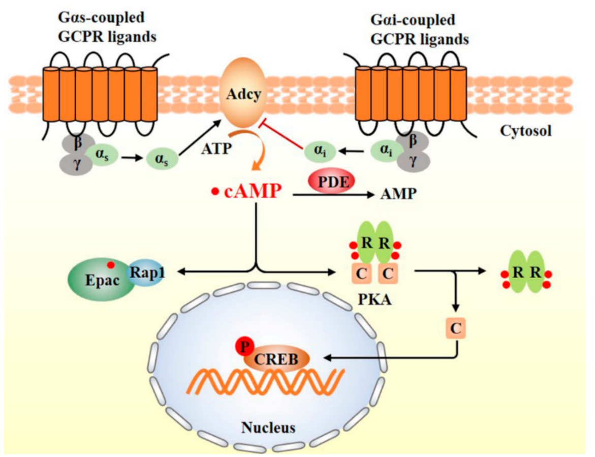 Nutrients 13 03038 g002
